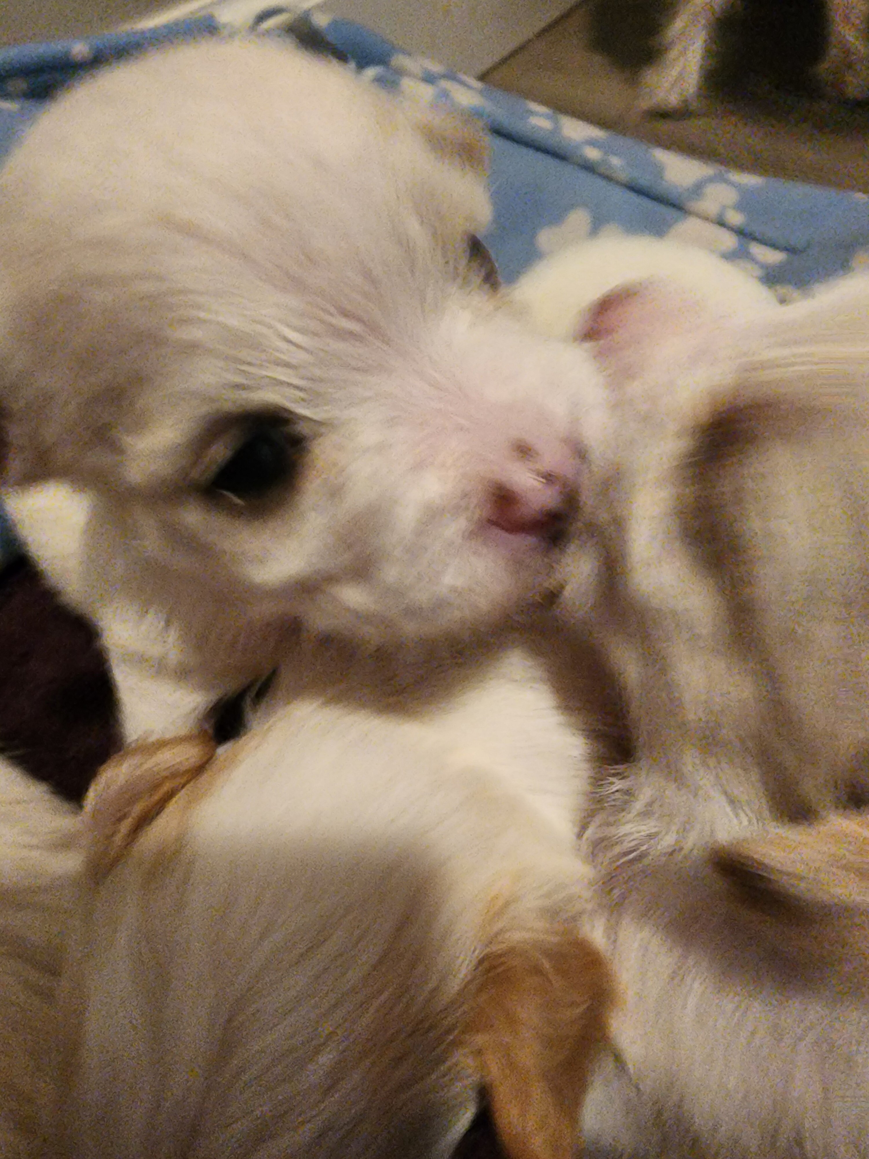 Malti pups image 4