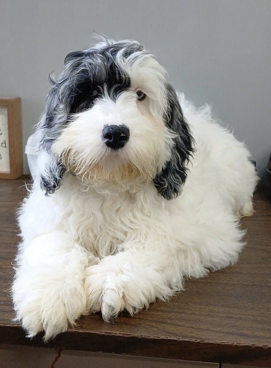 Moxzii is a Cockapoo girl puppy image 1