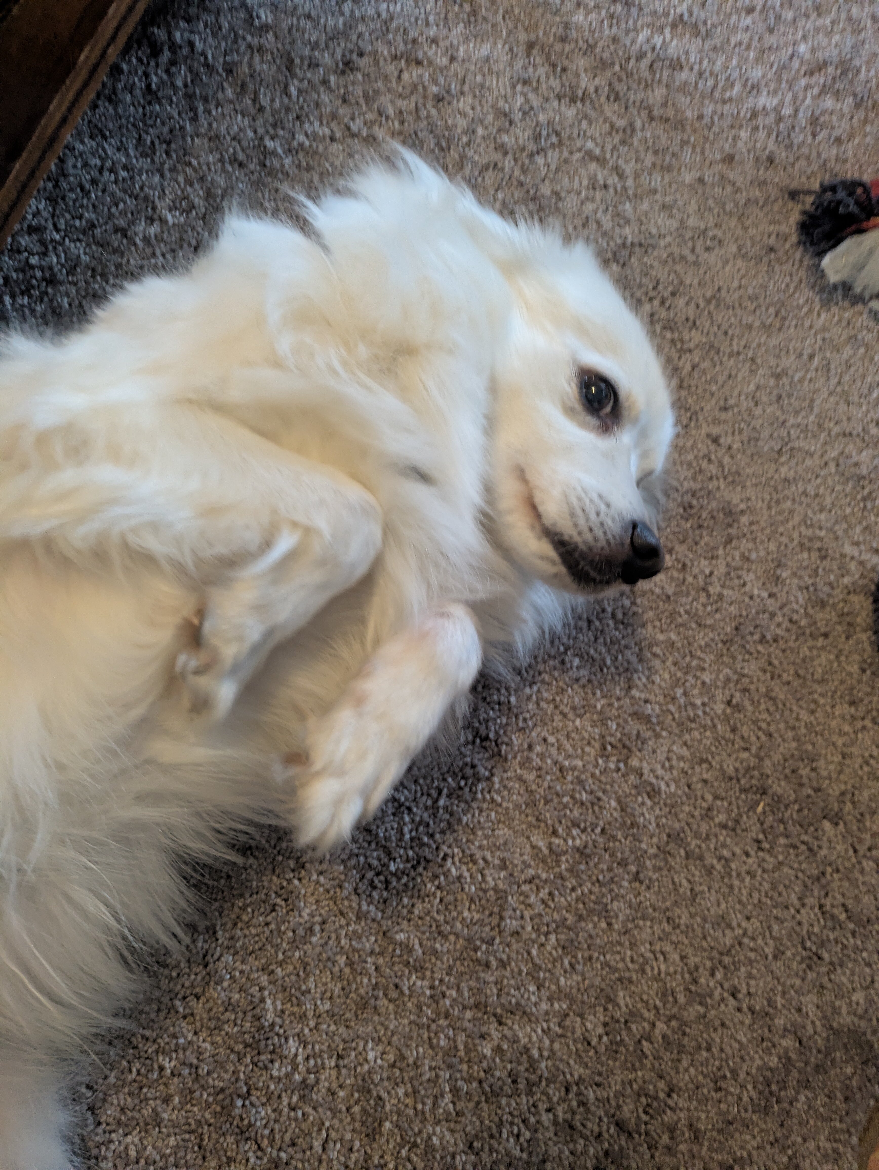 American Eskimo dog image 2