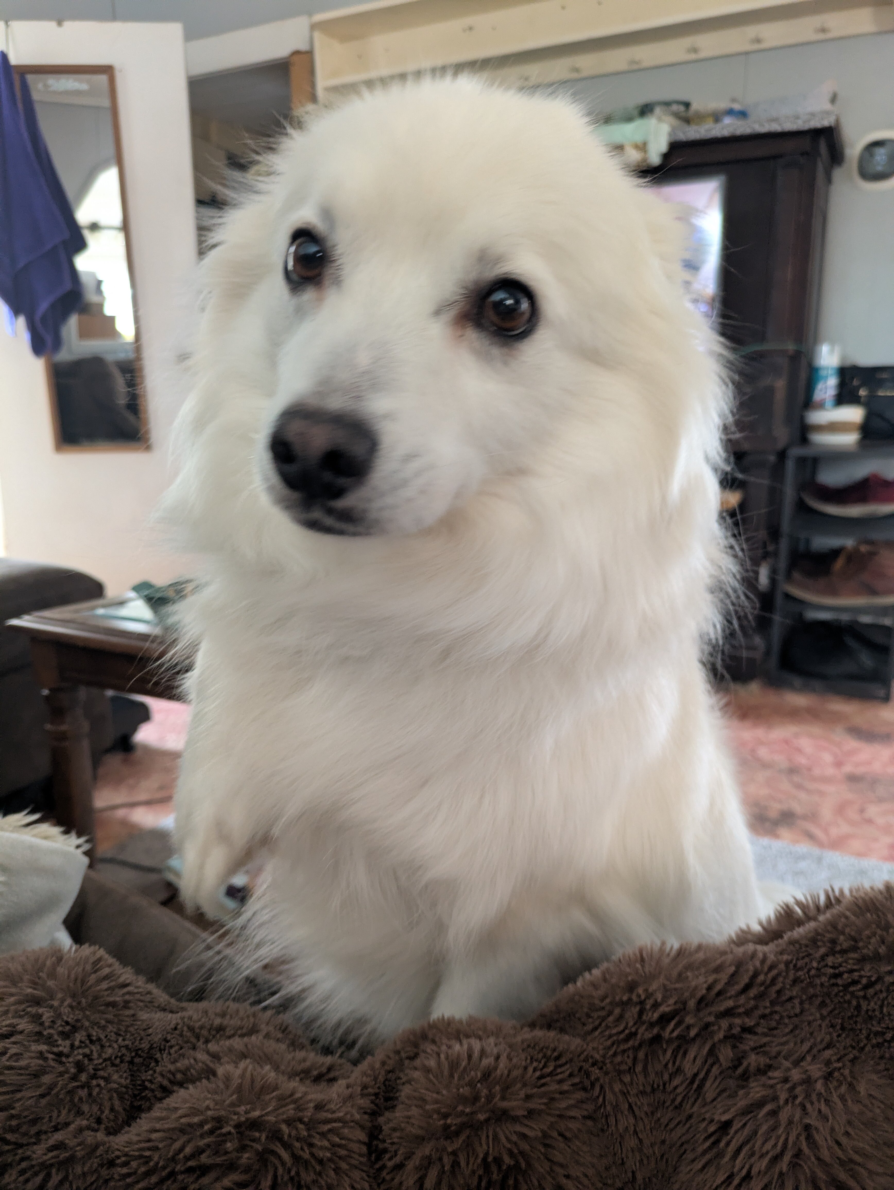 American Eskimo dog image 1