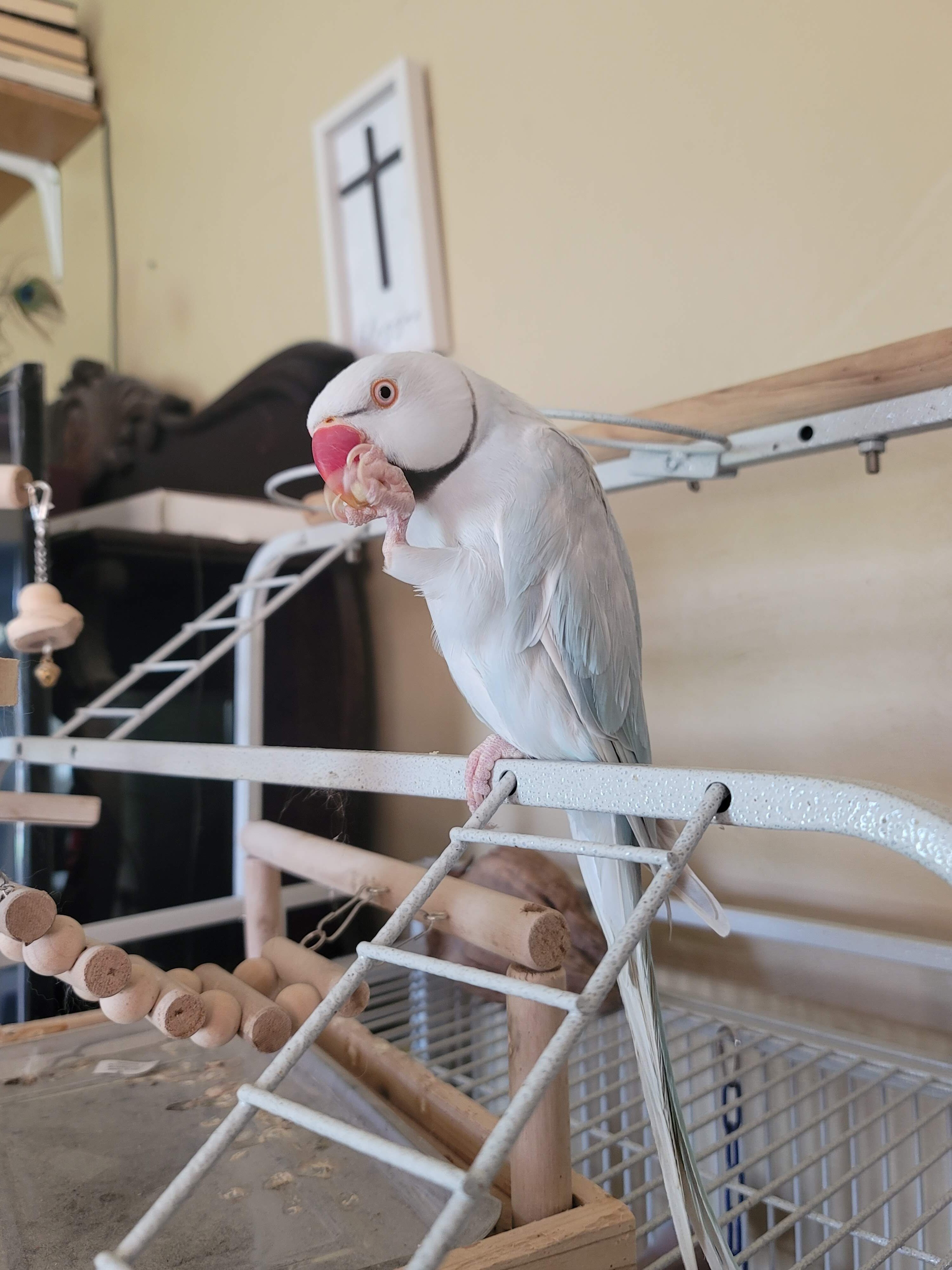 Indian ringneck image 1