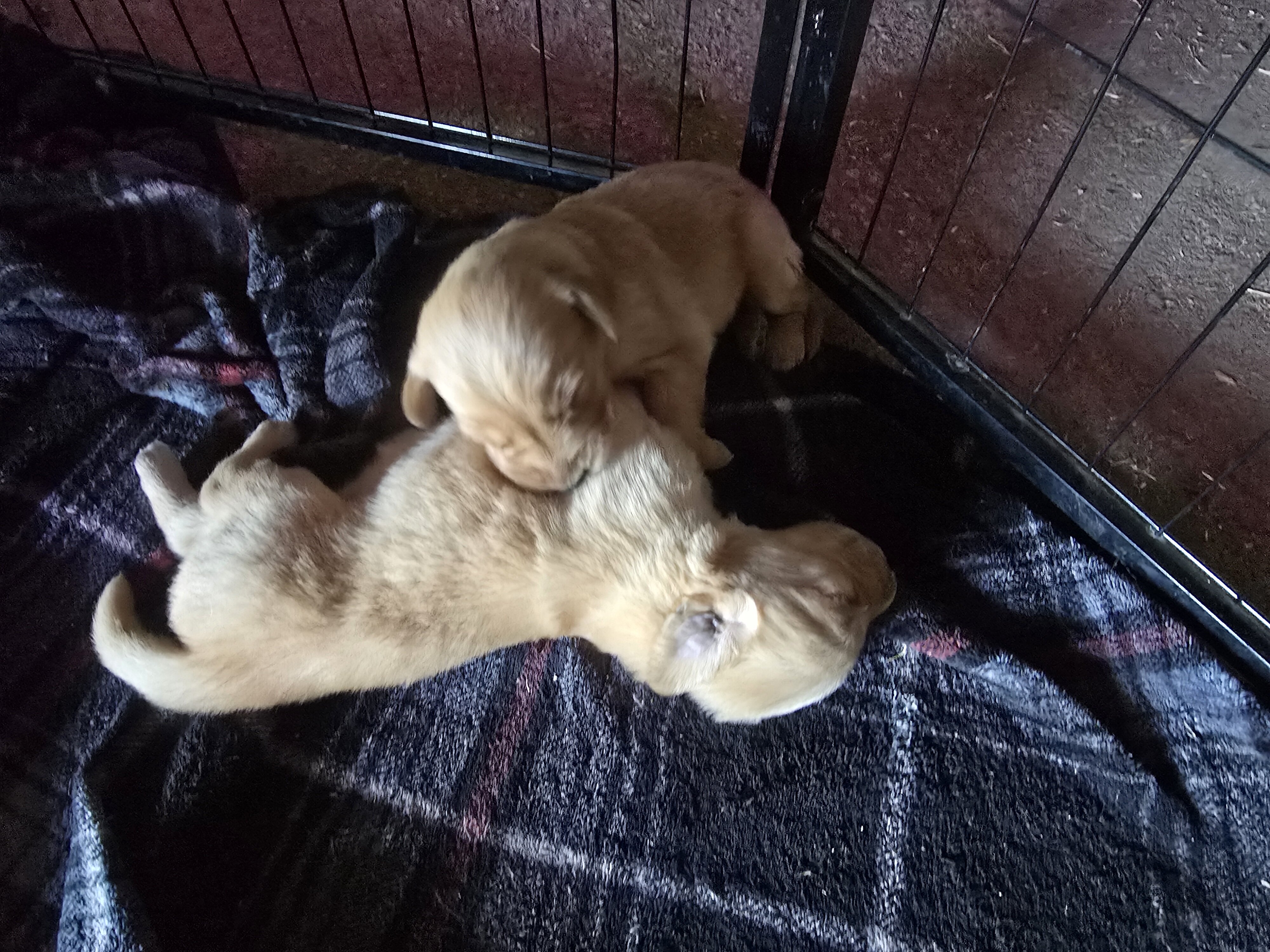 Golden Retriever Puppies image 5