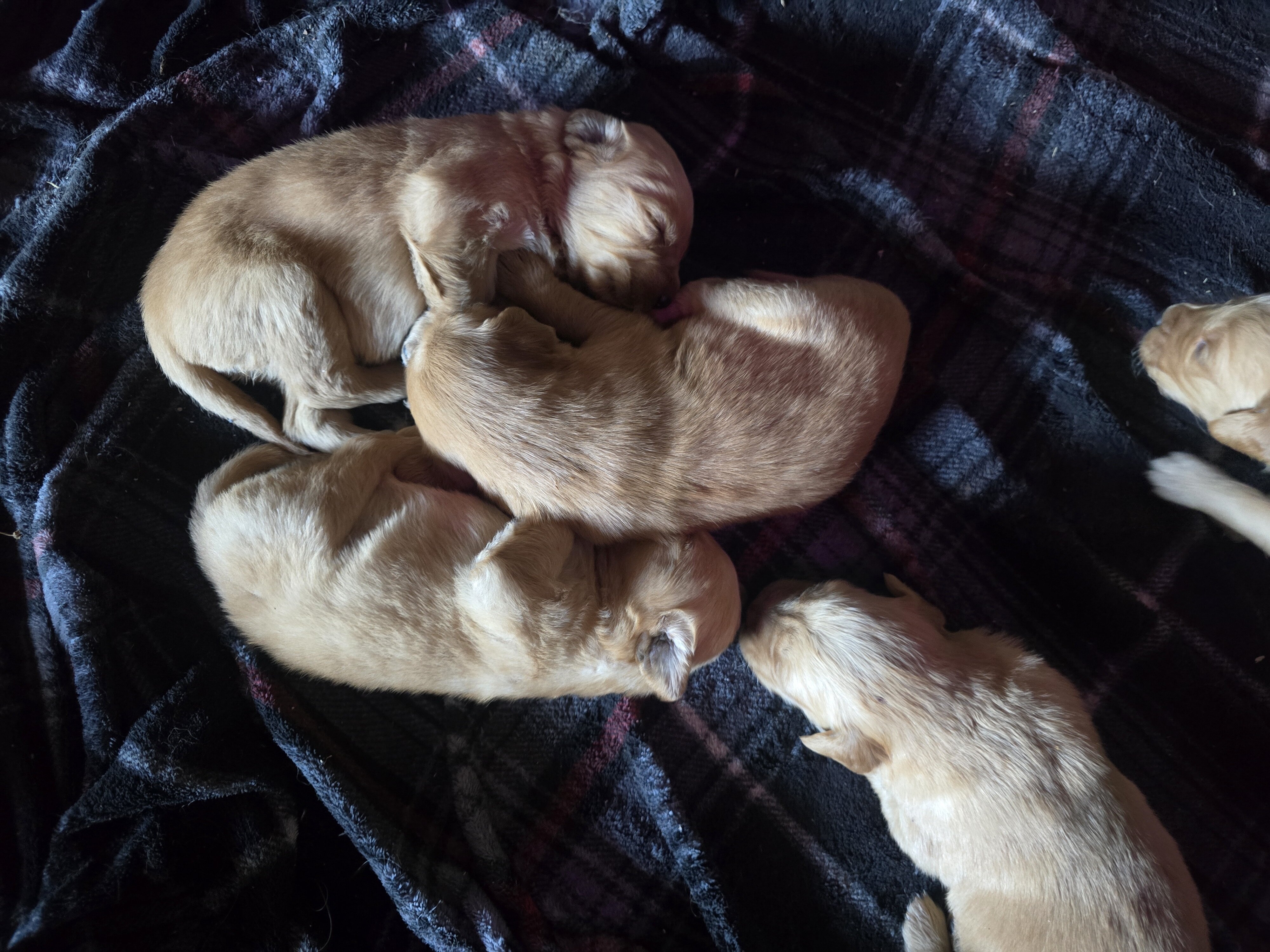 Golden Retriever Puppies image 4