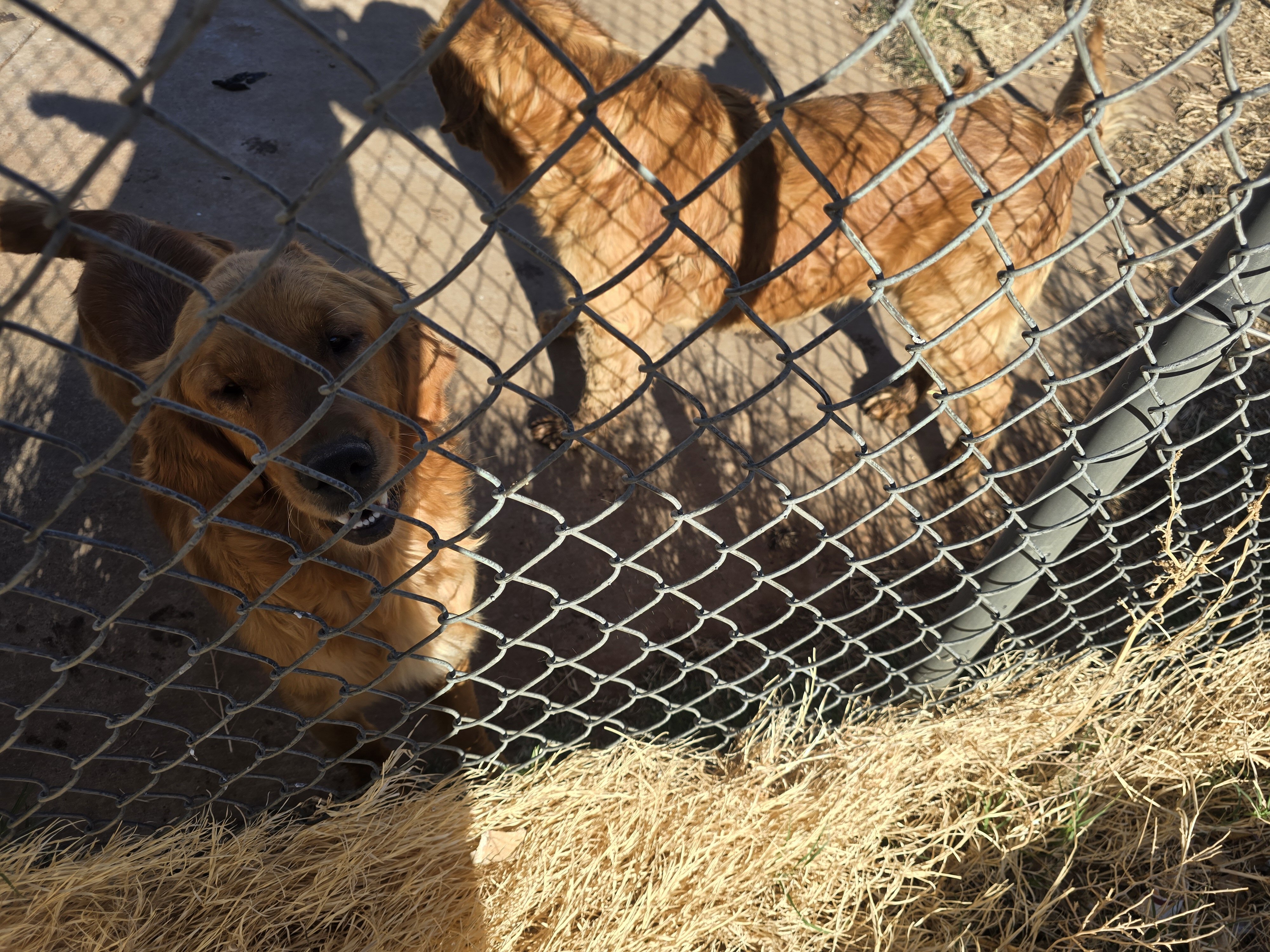 Golden Retriever Puppies image 7