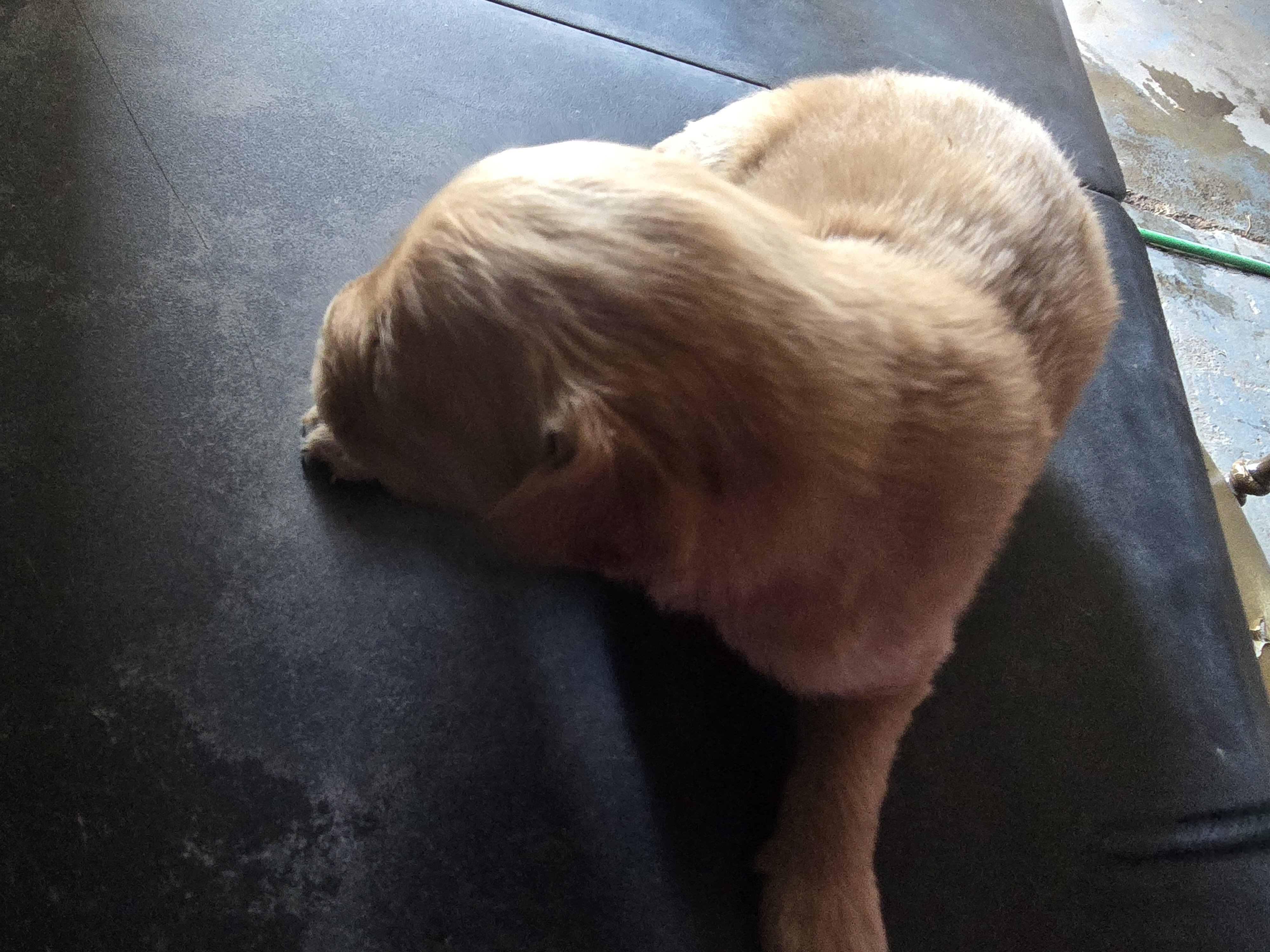 Golden Retriever Puppies image 3