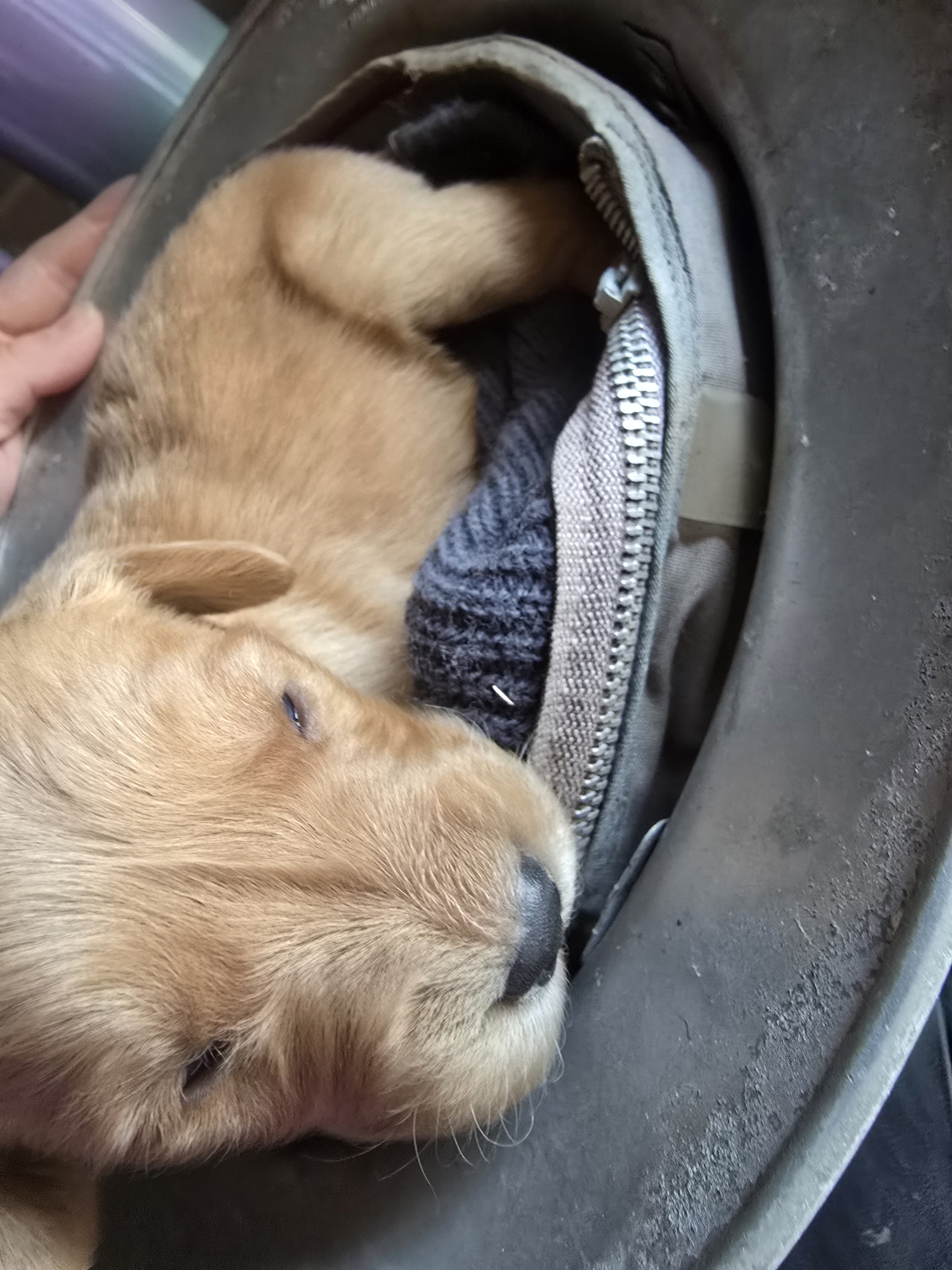 Golden Retriever Puppies image 2