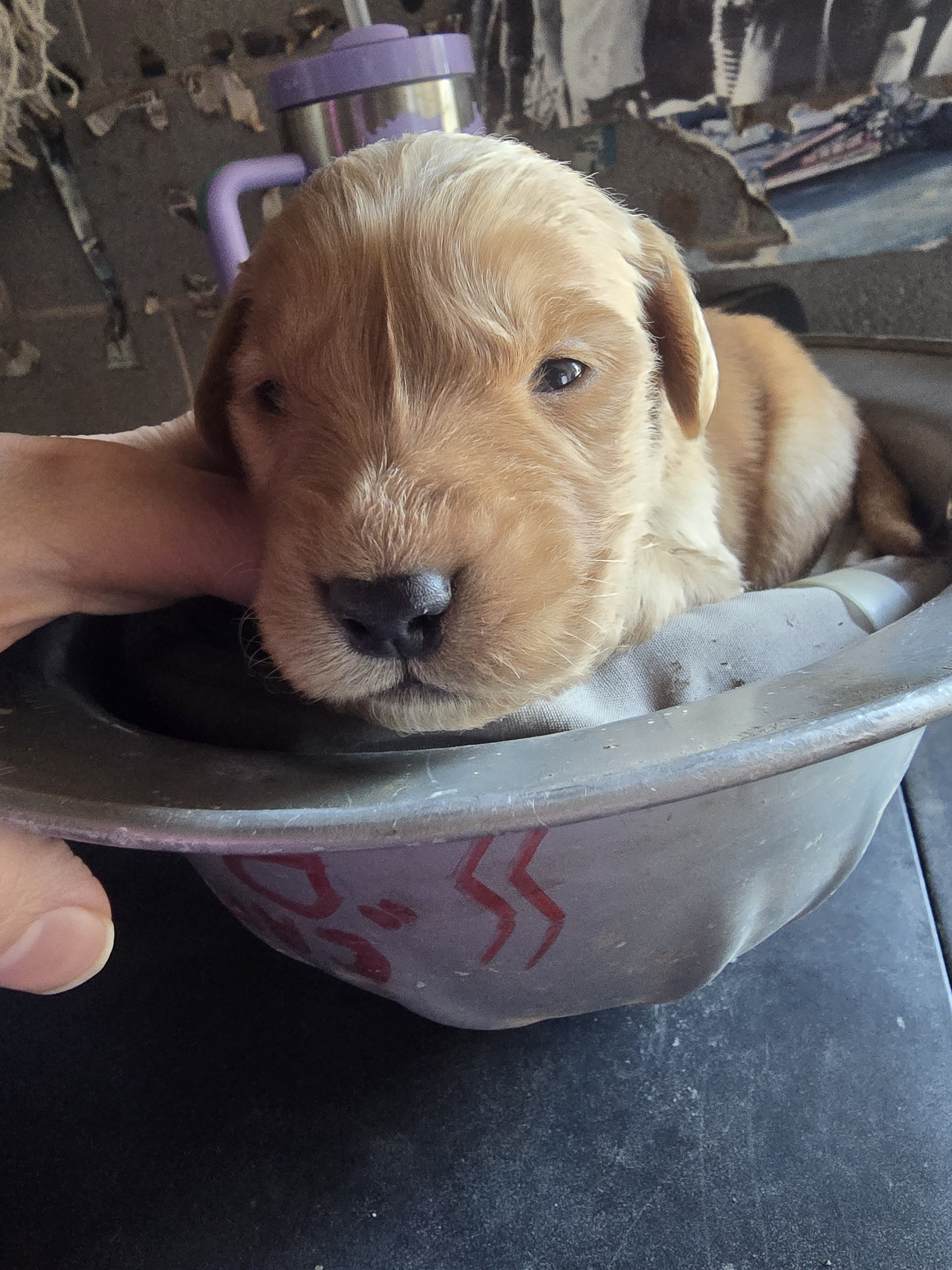 Golden Retriever Puppies image 1