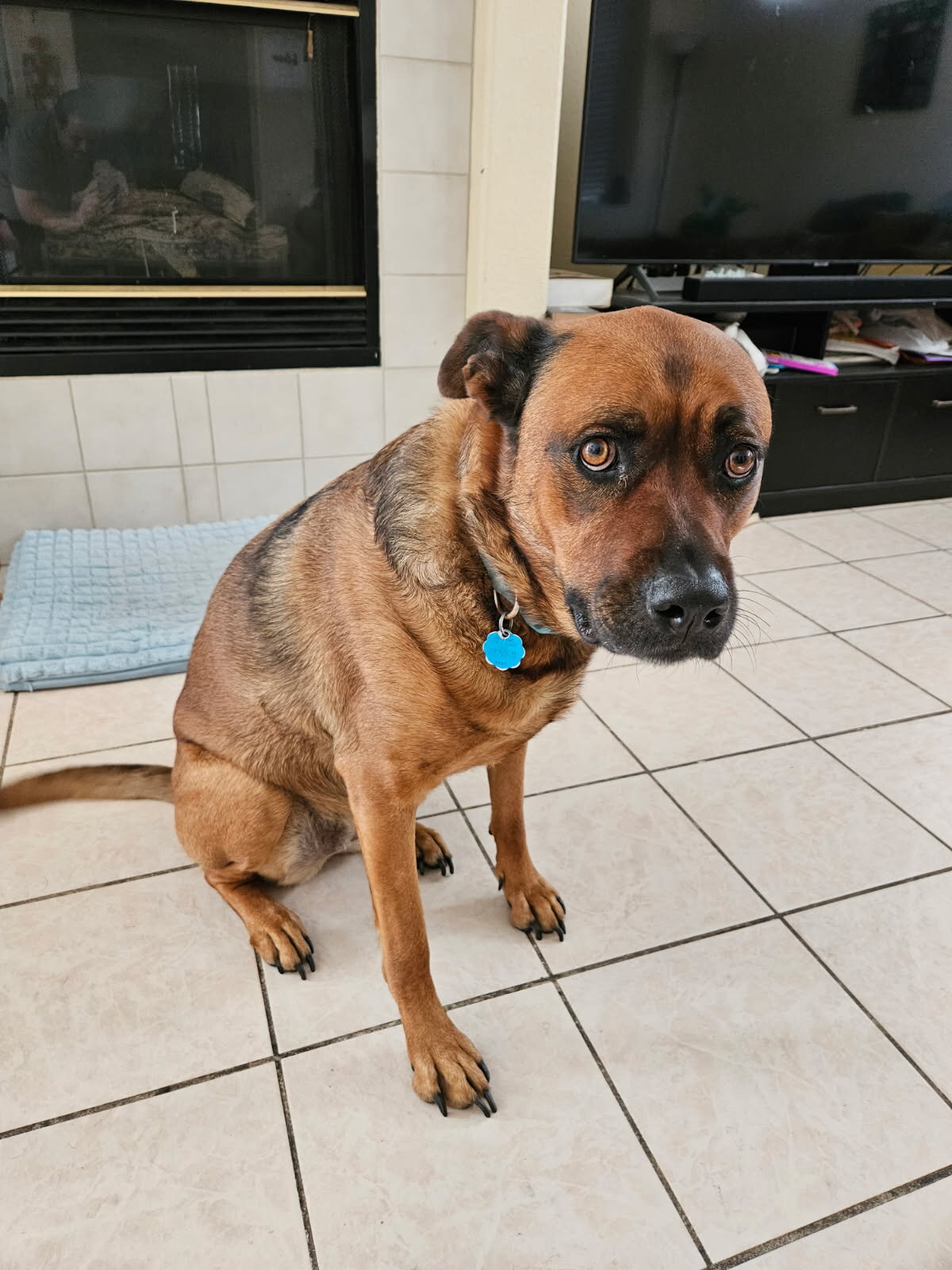 Shepherd/Rottweiler mix image 2