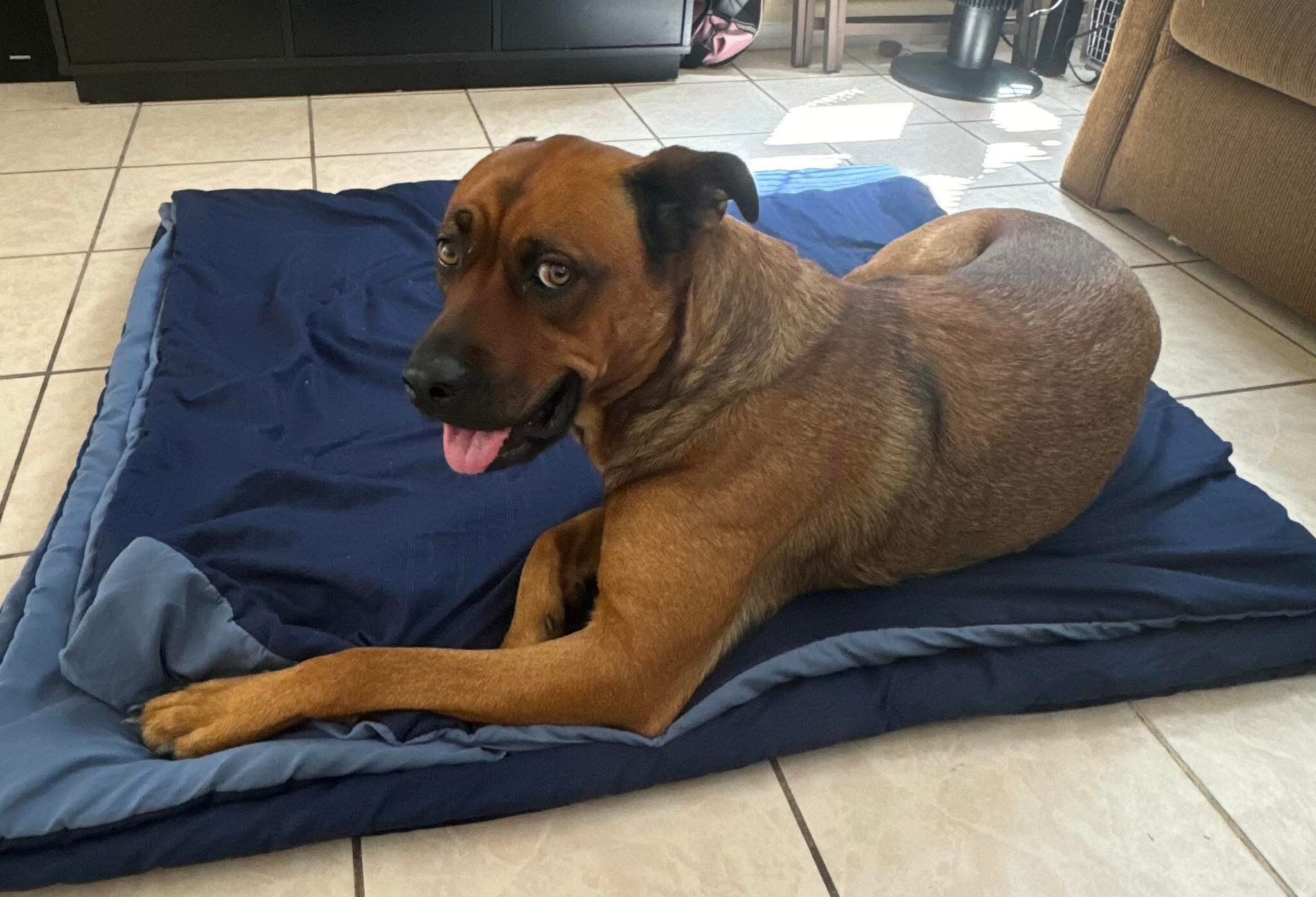 Shepherd/Rottweiler mix image 1