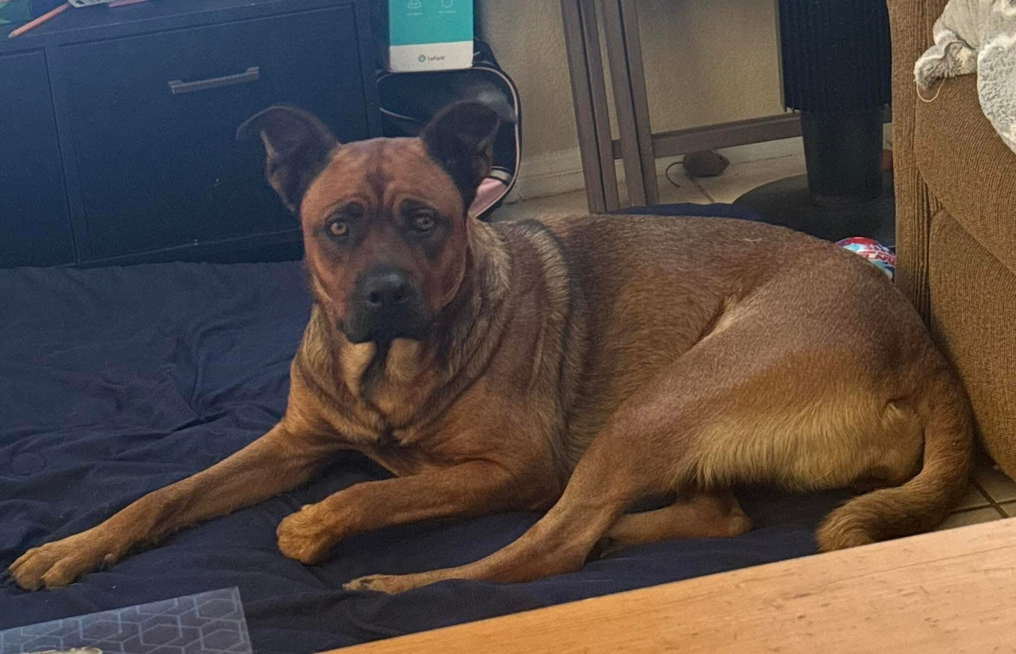 Shepherd/Rottweiler mix image 3