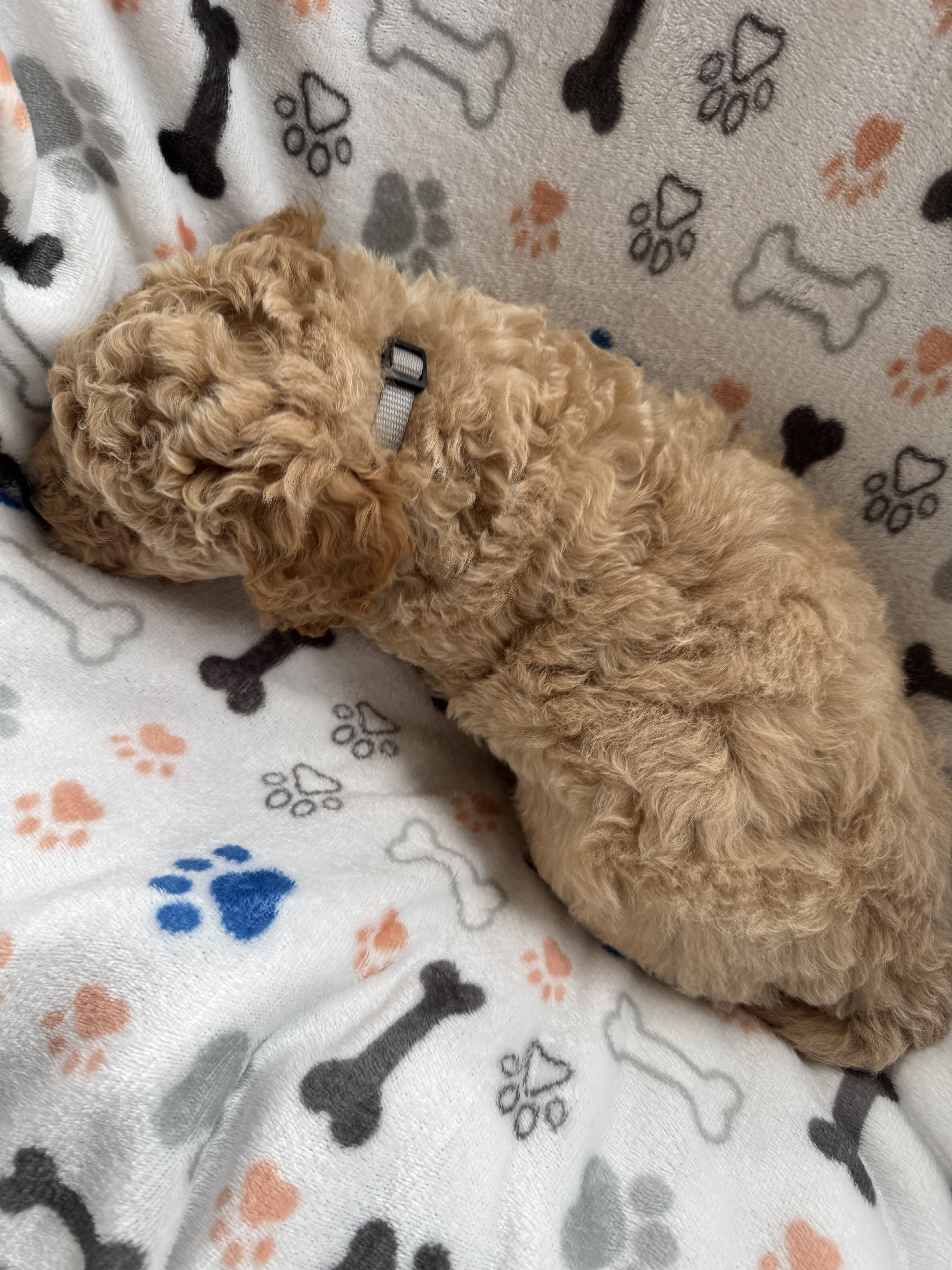 Mini Goldendoodles image 6