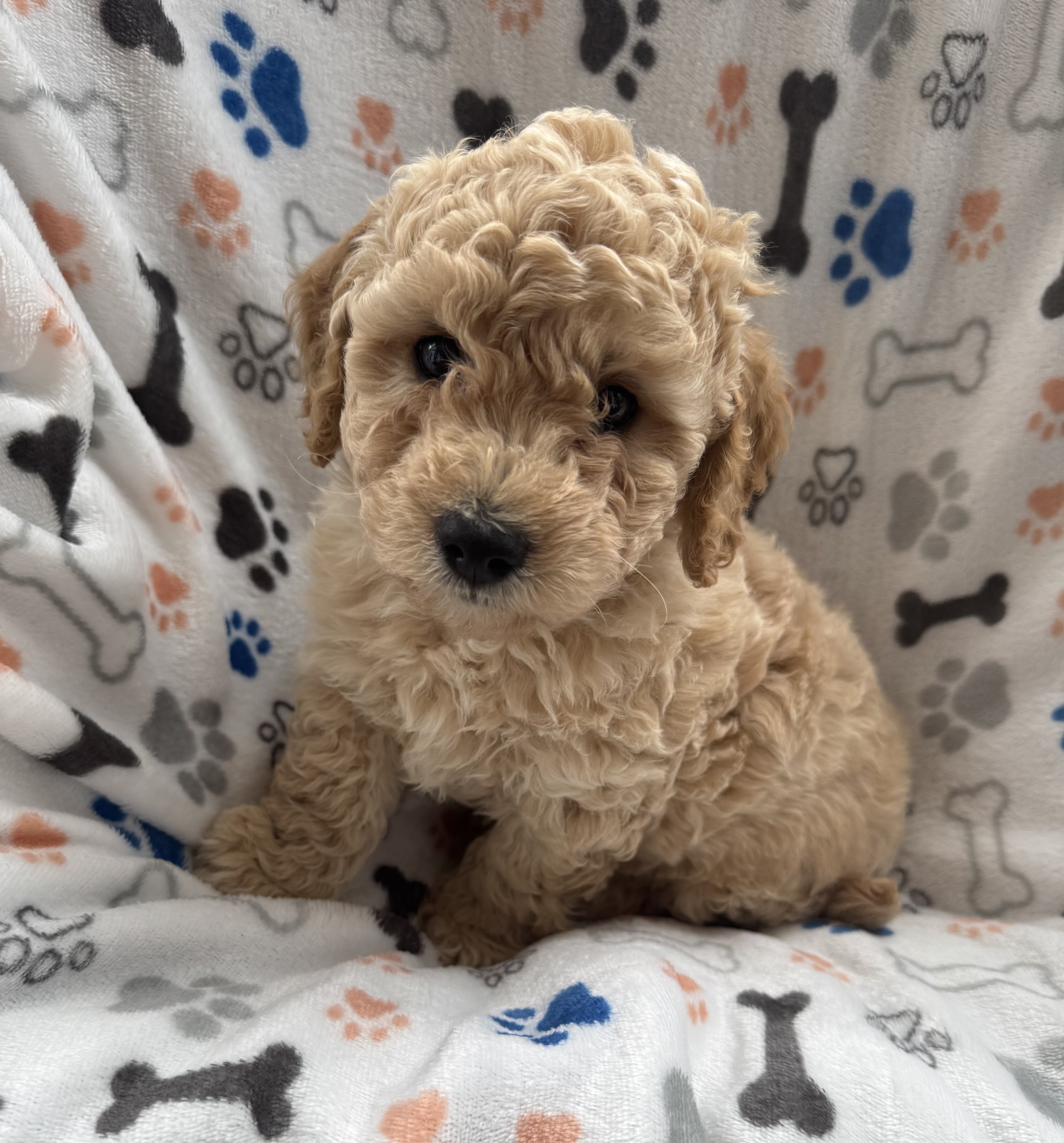 Mini Goldendoodles image 5