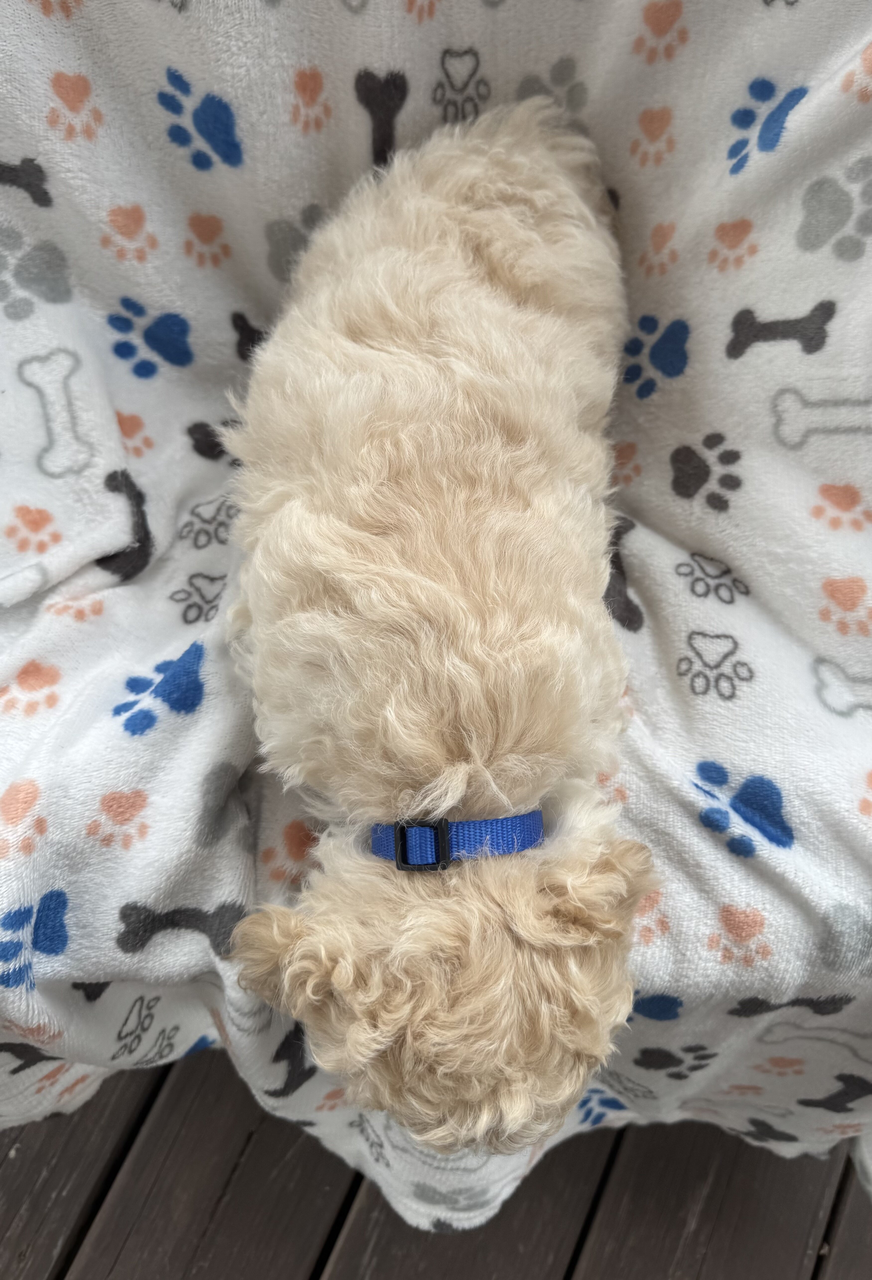 Mini Goldendoodles image 4