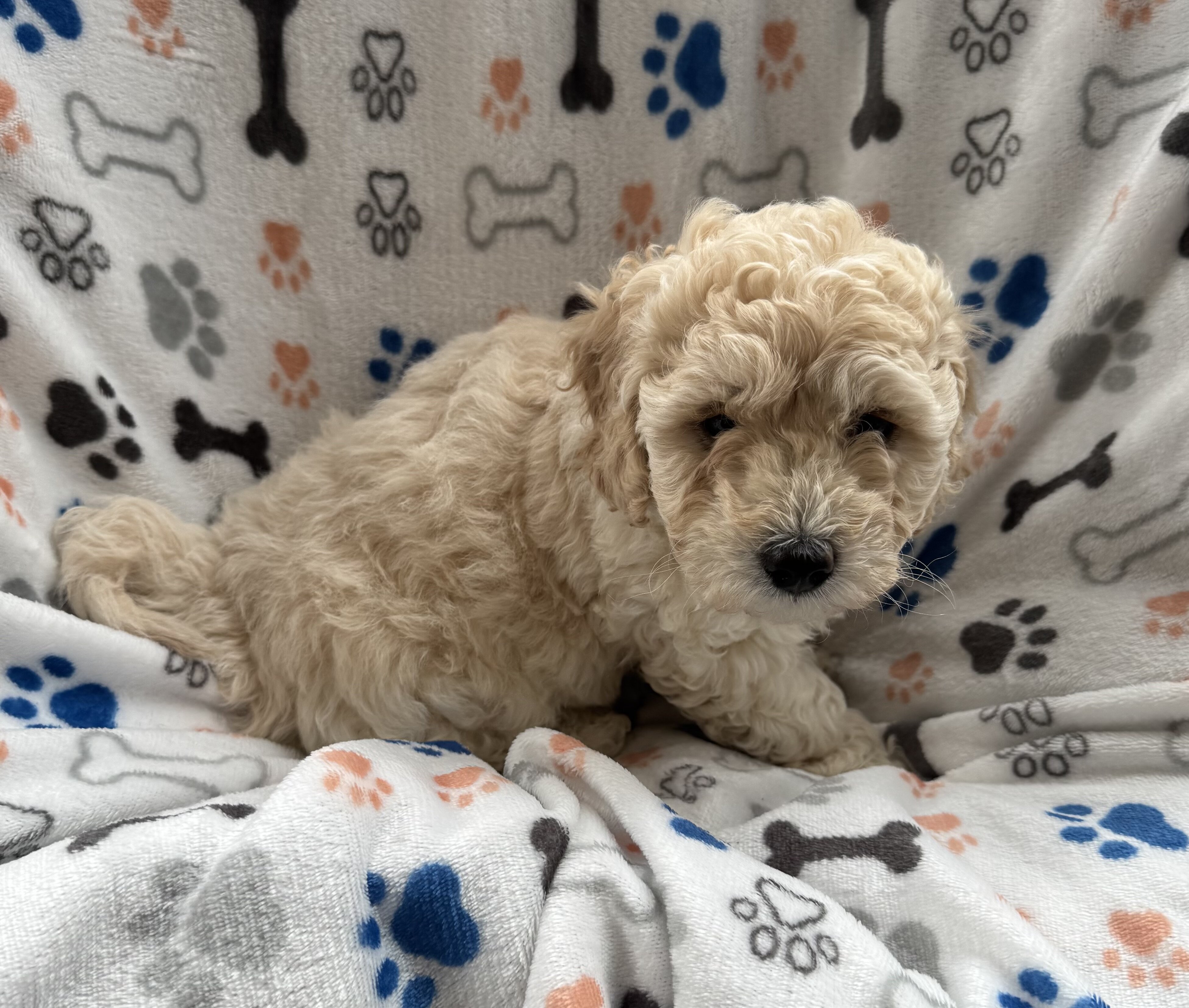 Mini Goldendoodles image 3