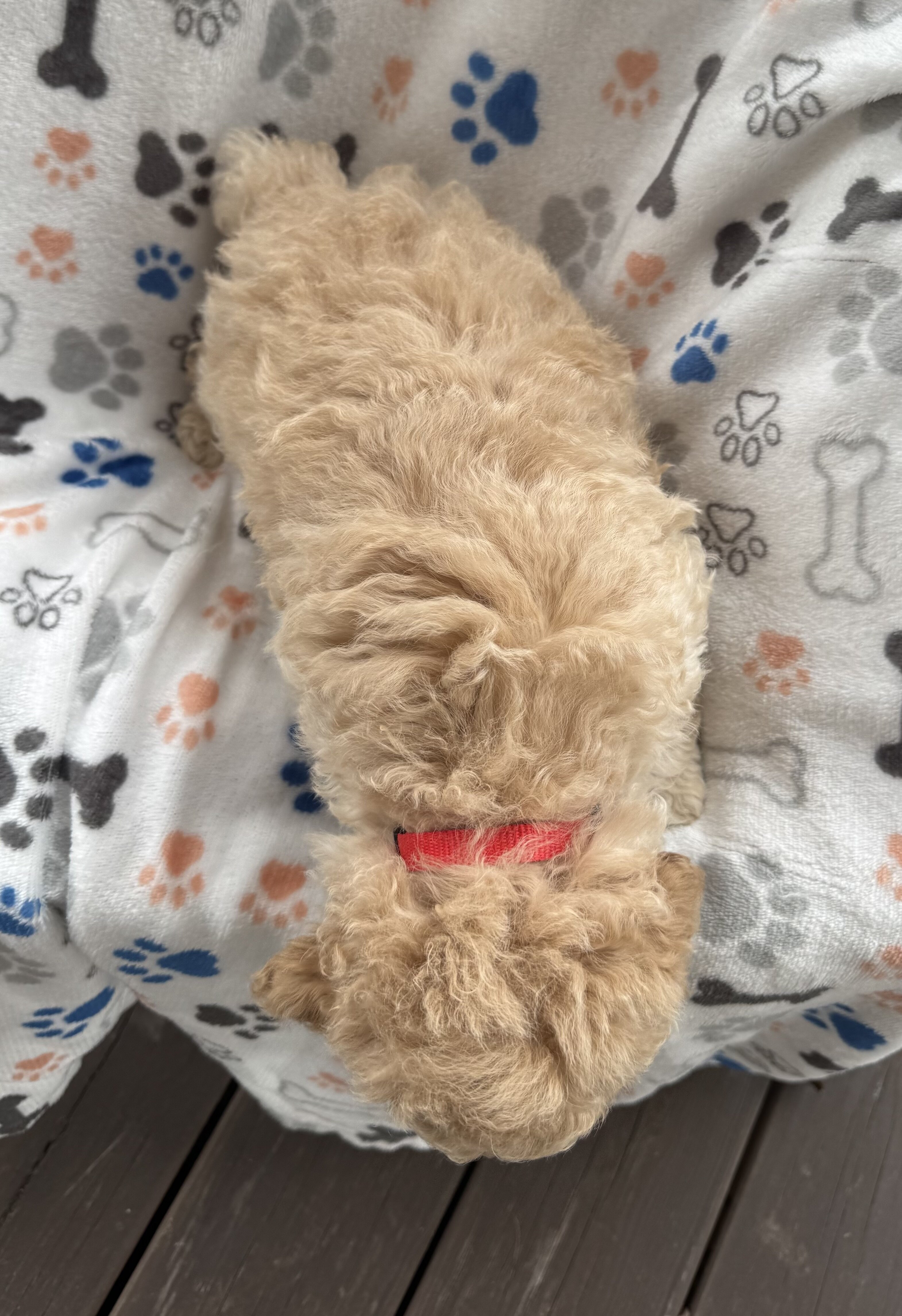 Mini Goldendoodles image 2