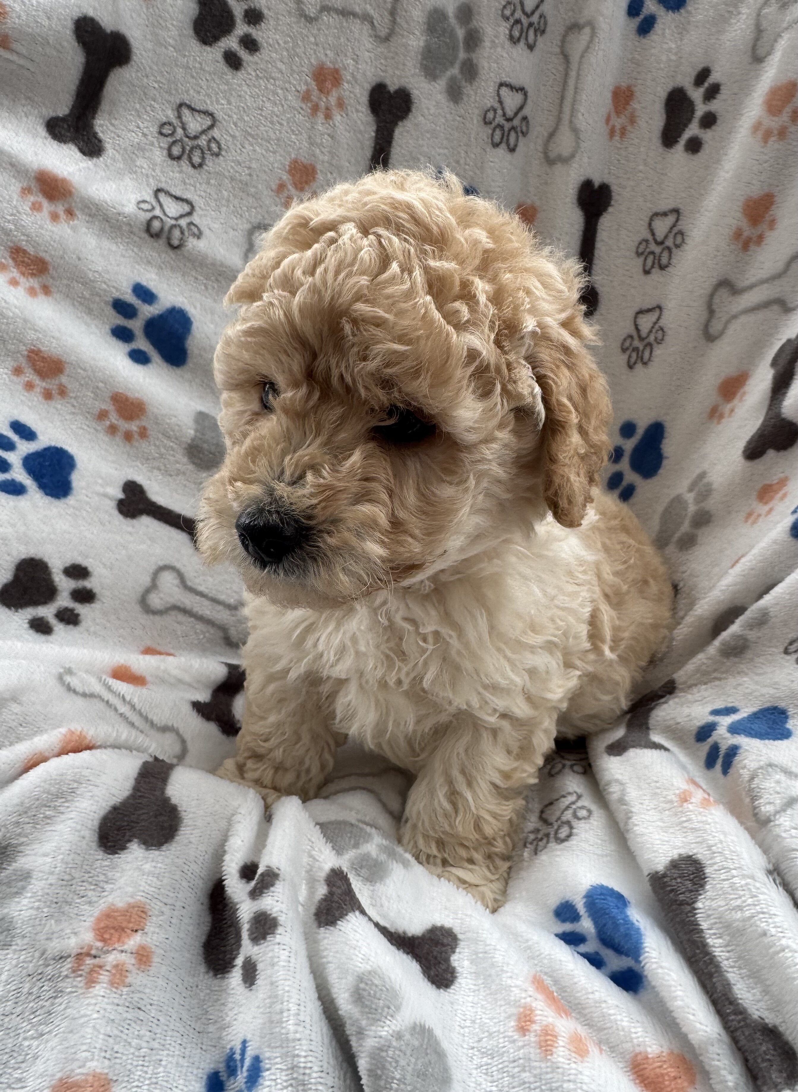 Mini Goldendoodles image 1