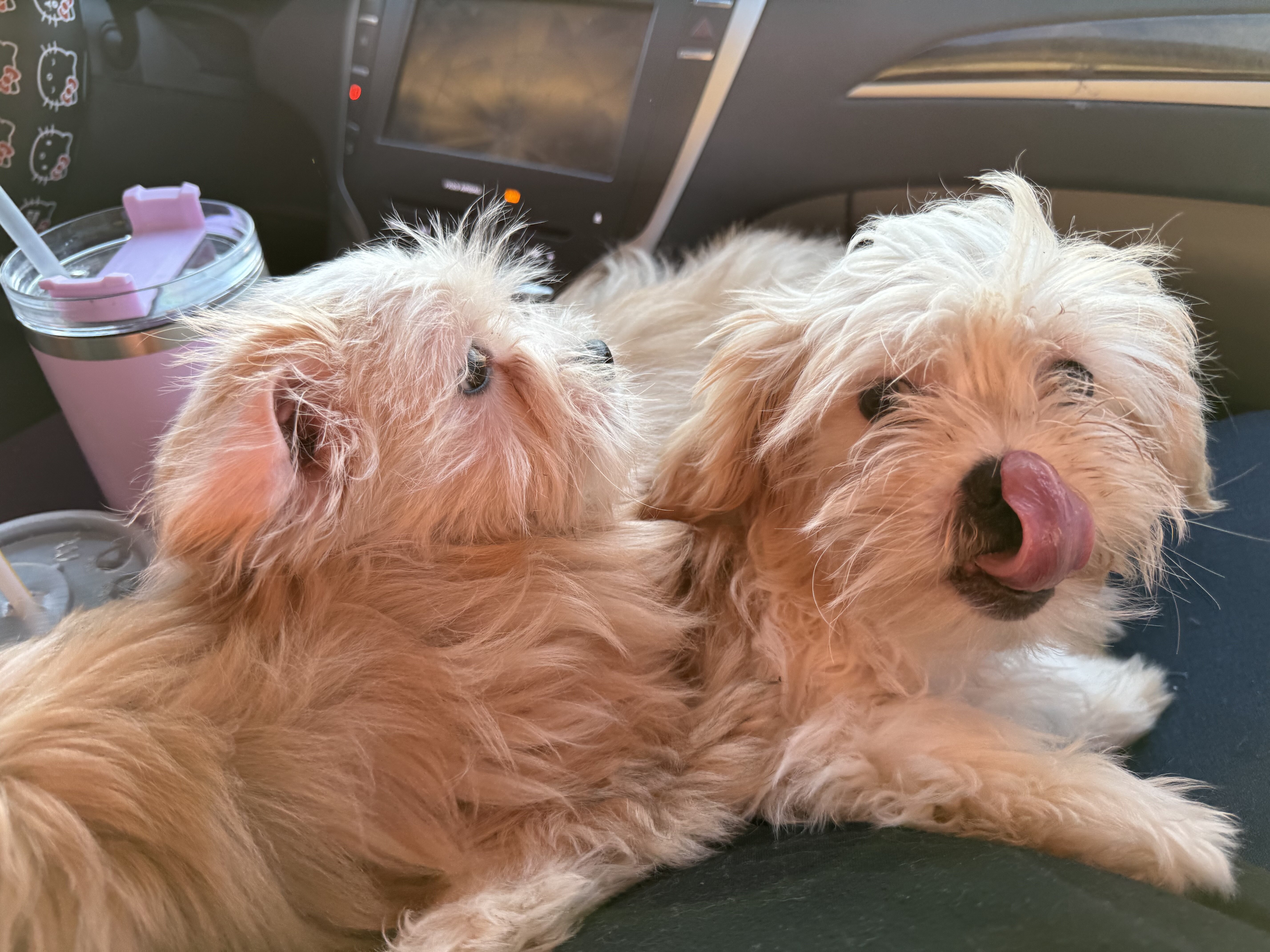 Shihpoo pups image 1