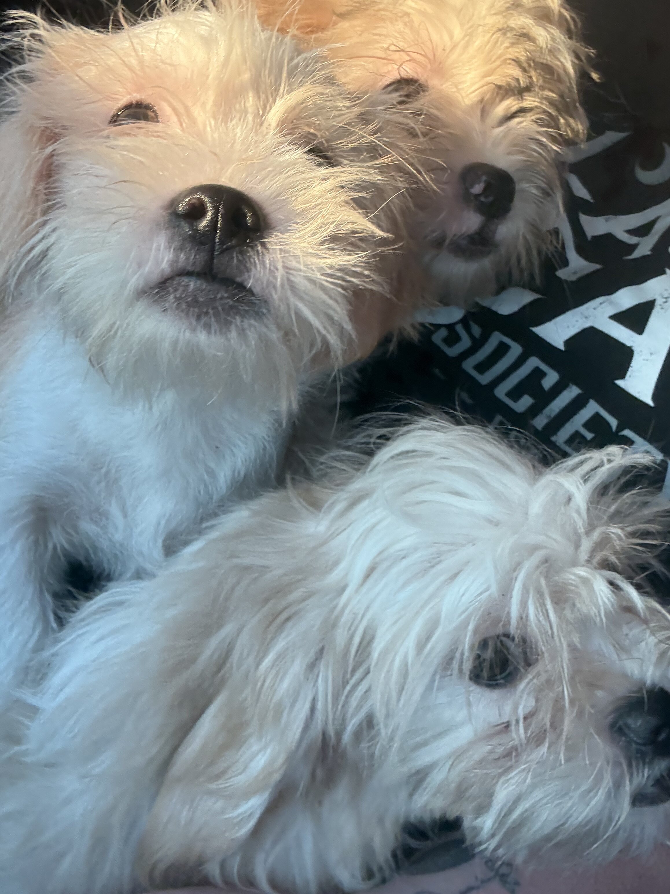Shihpoo pups image 3