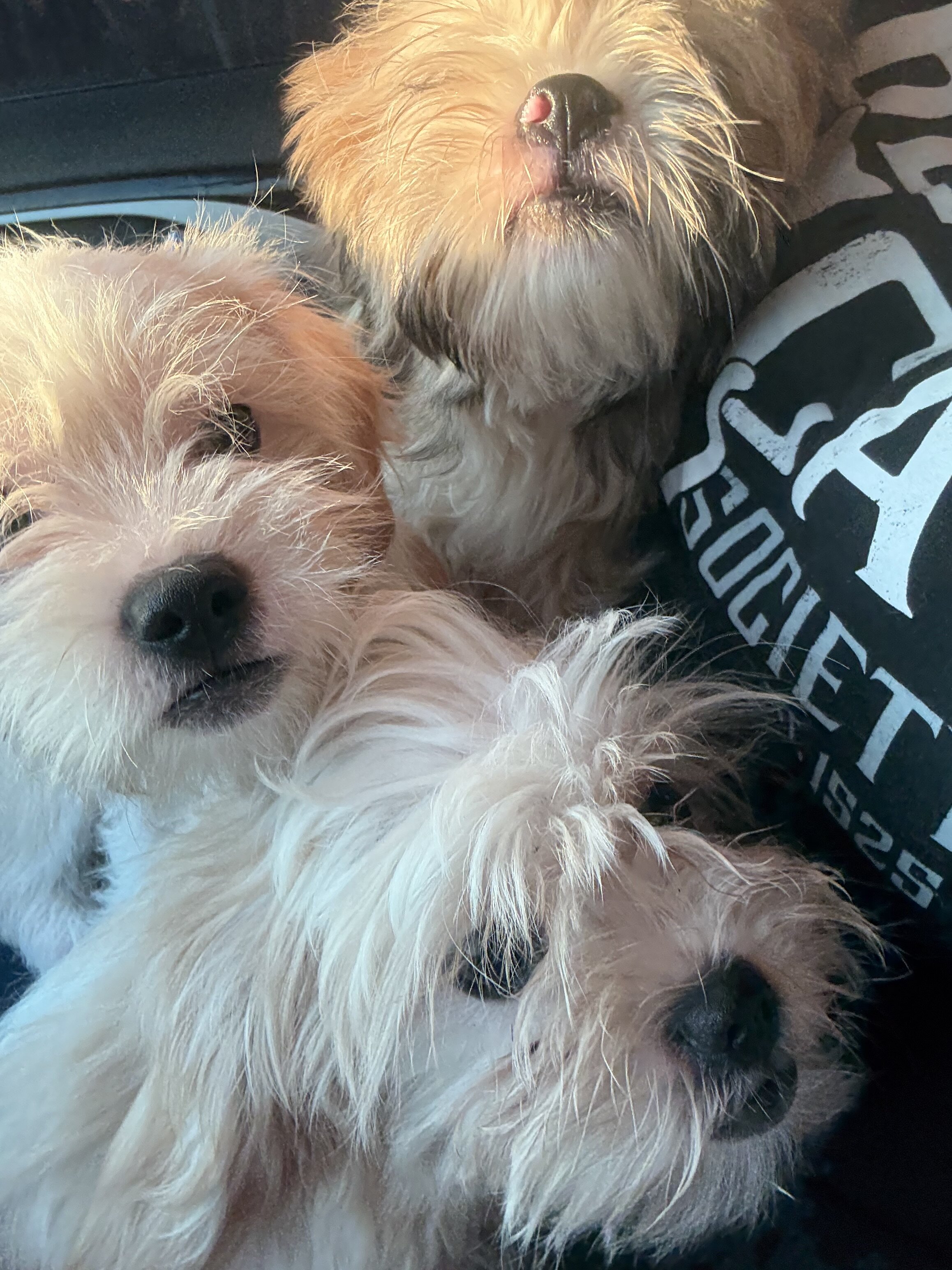 Shihpoo pups image 4