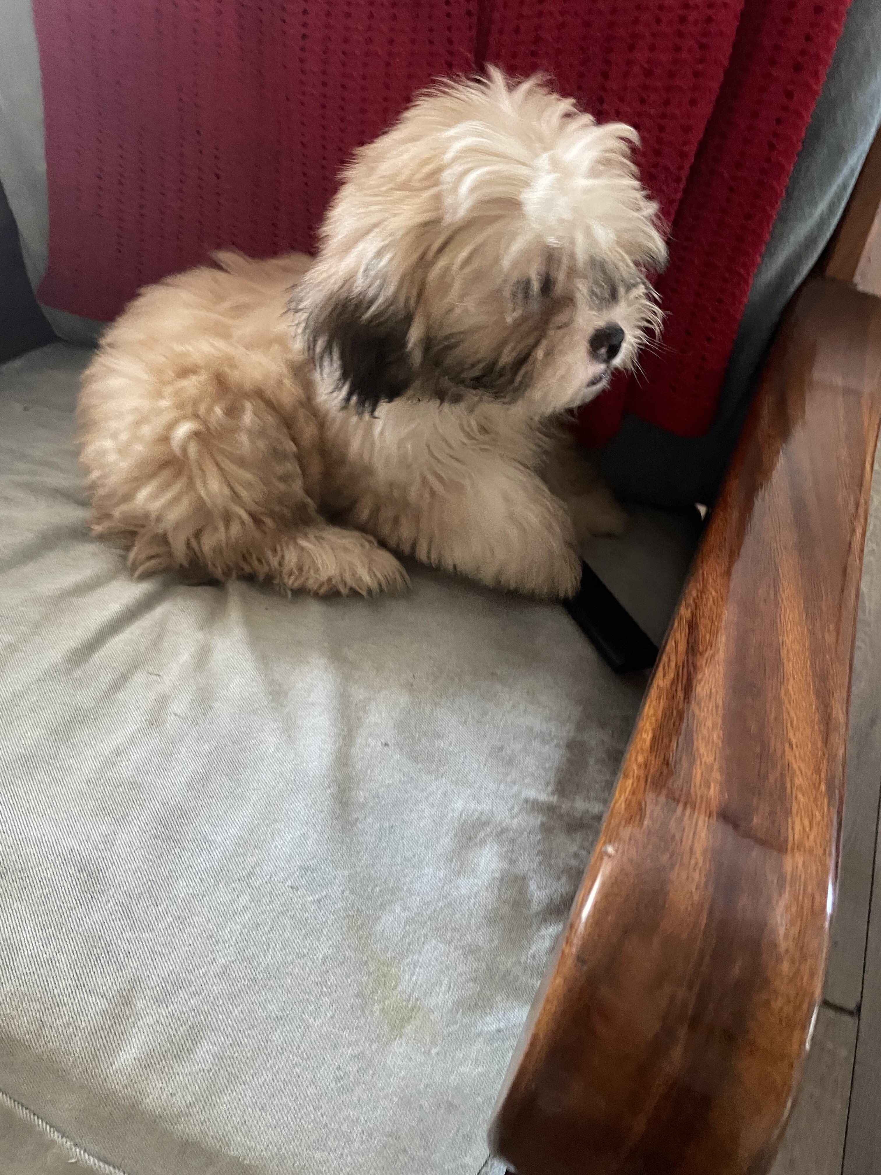 Shihpoo pups image 2