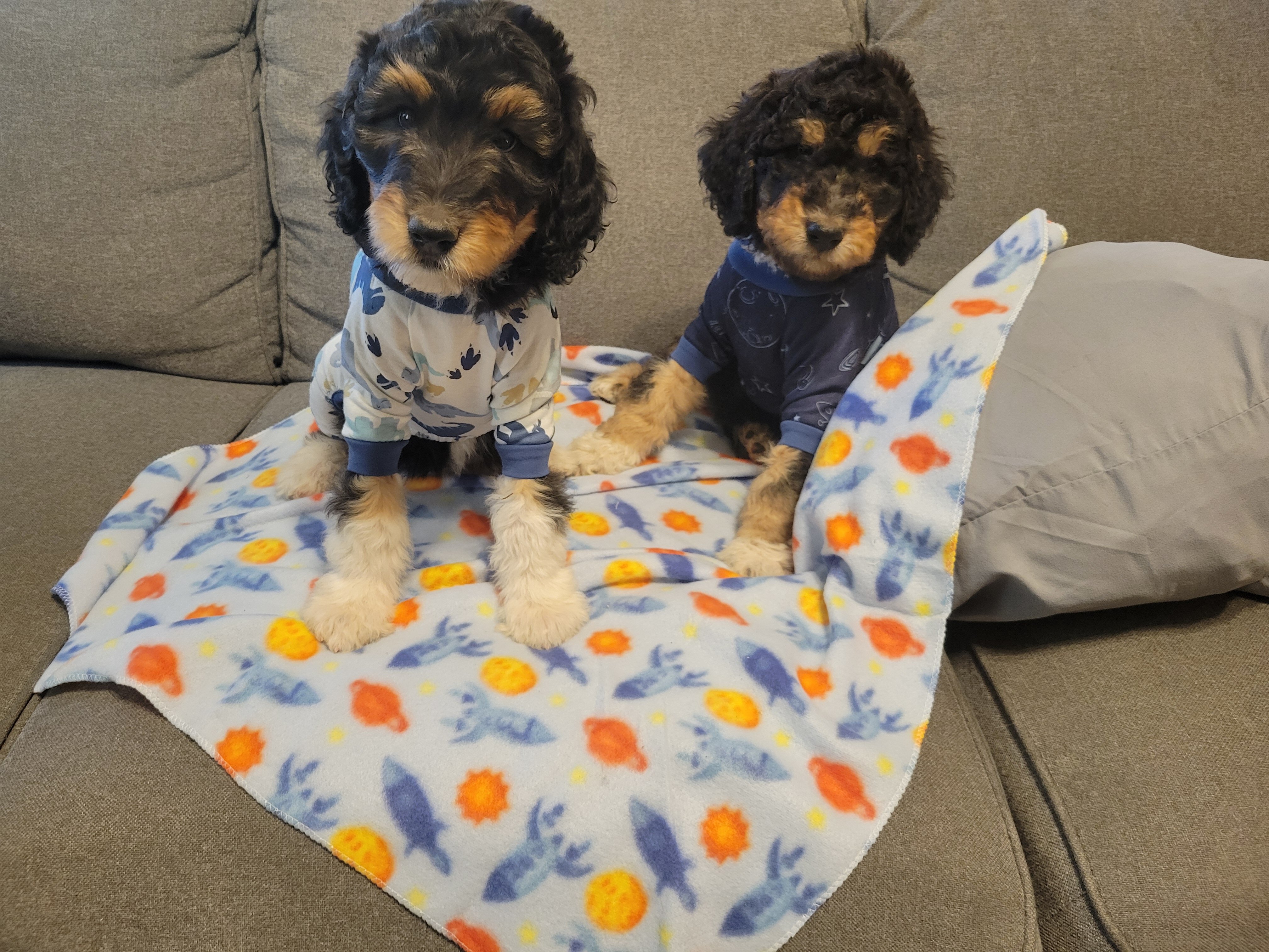 Standard Aussiedoodle Puppies image 5