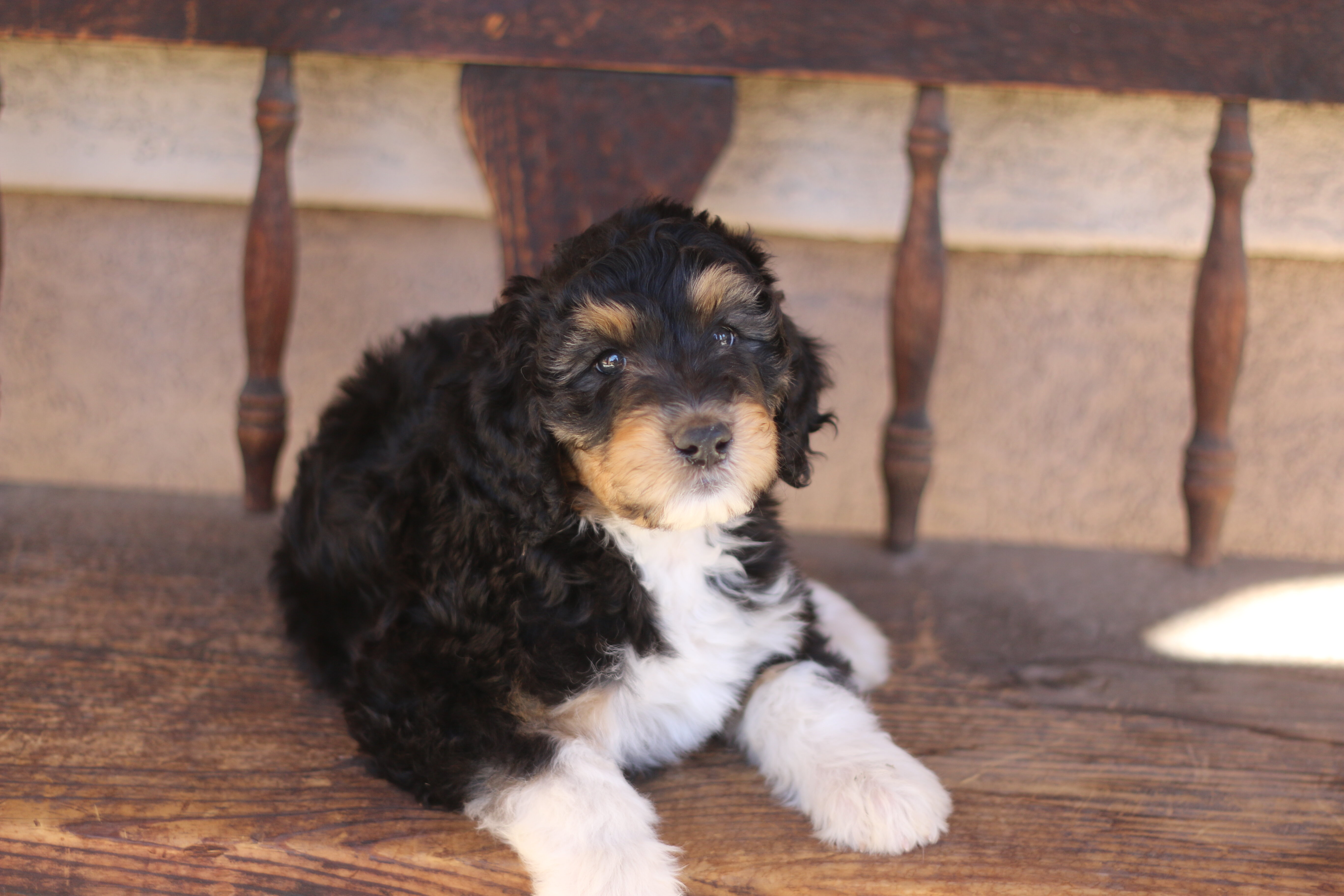 Standard Aussiedoodle Puppies image 1
