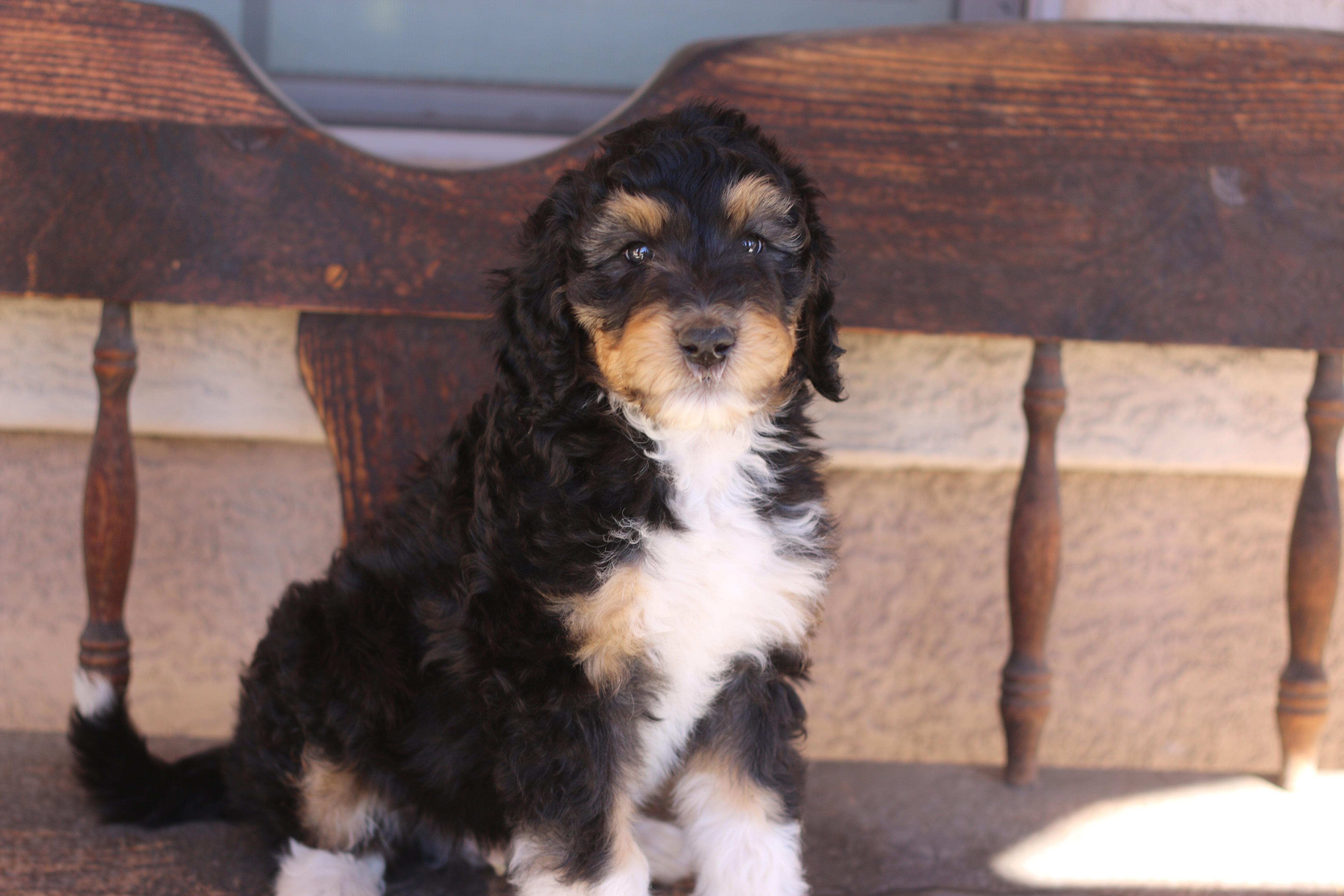 Standard Aussiedoodle Puppies image 2