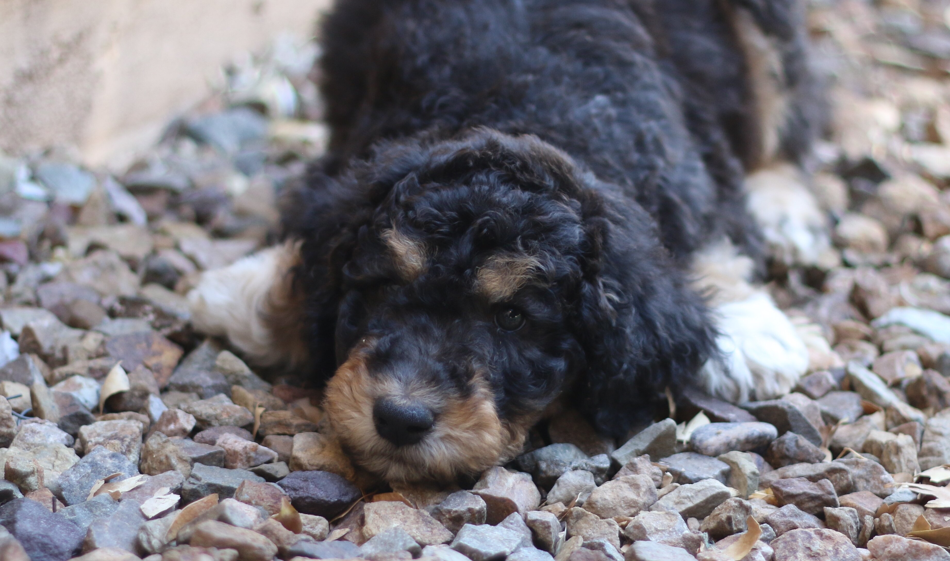 Standard Aussiedoodle Puppies image 4