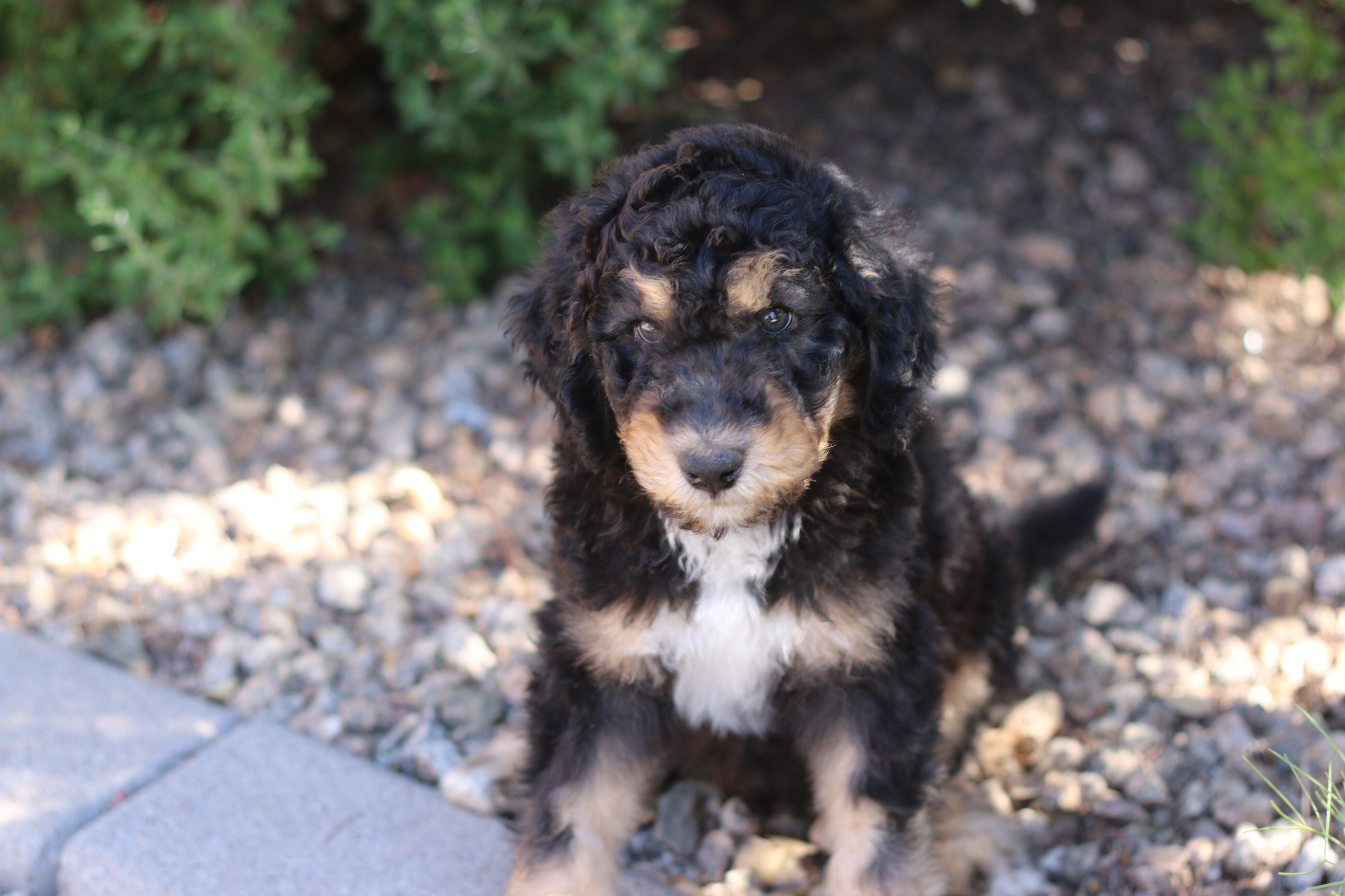 Standard Aussiedoodle Puppies image 3