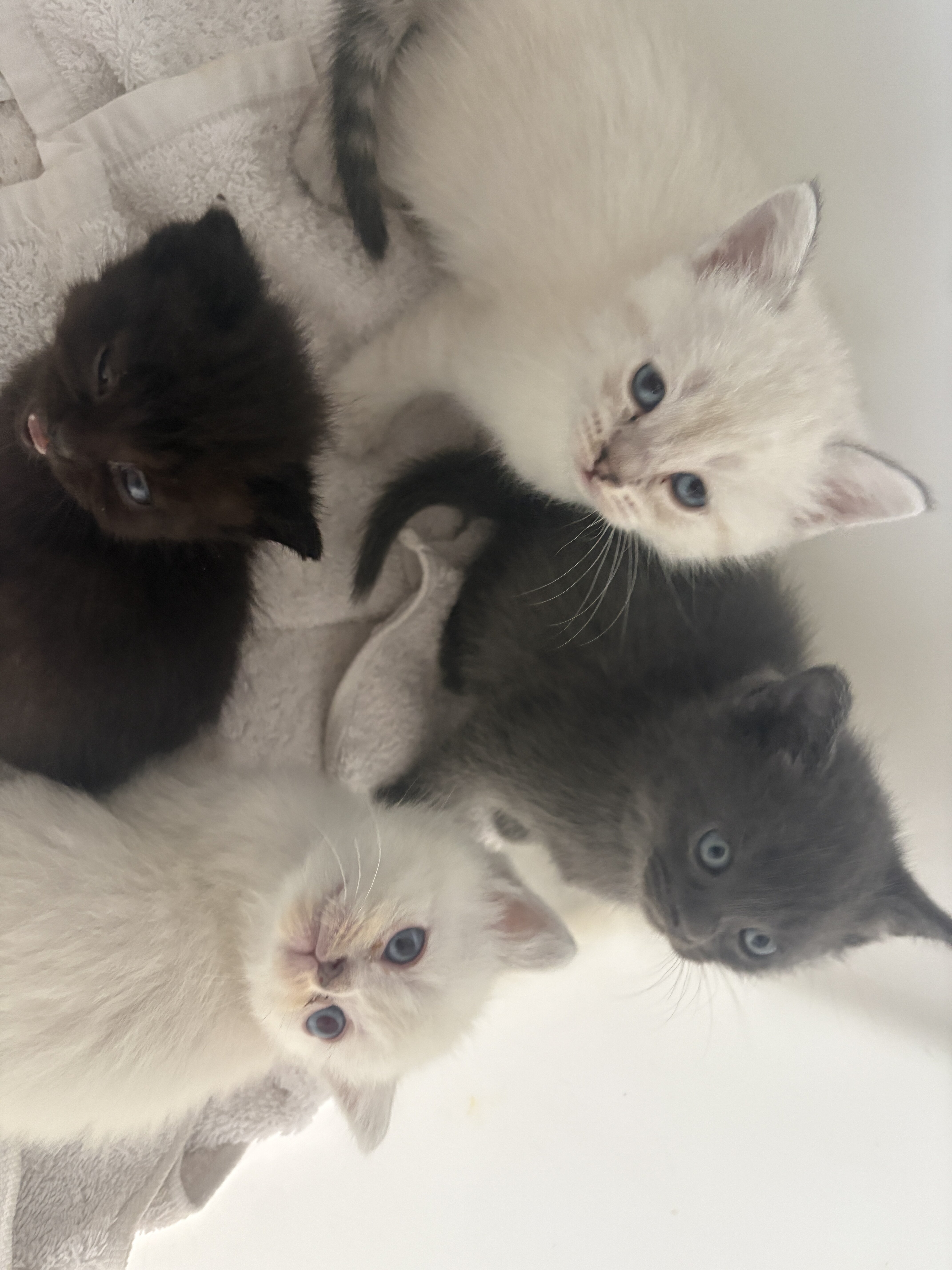 Scottish Straight Kittens image 3