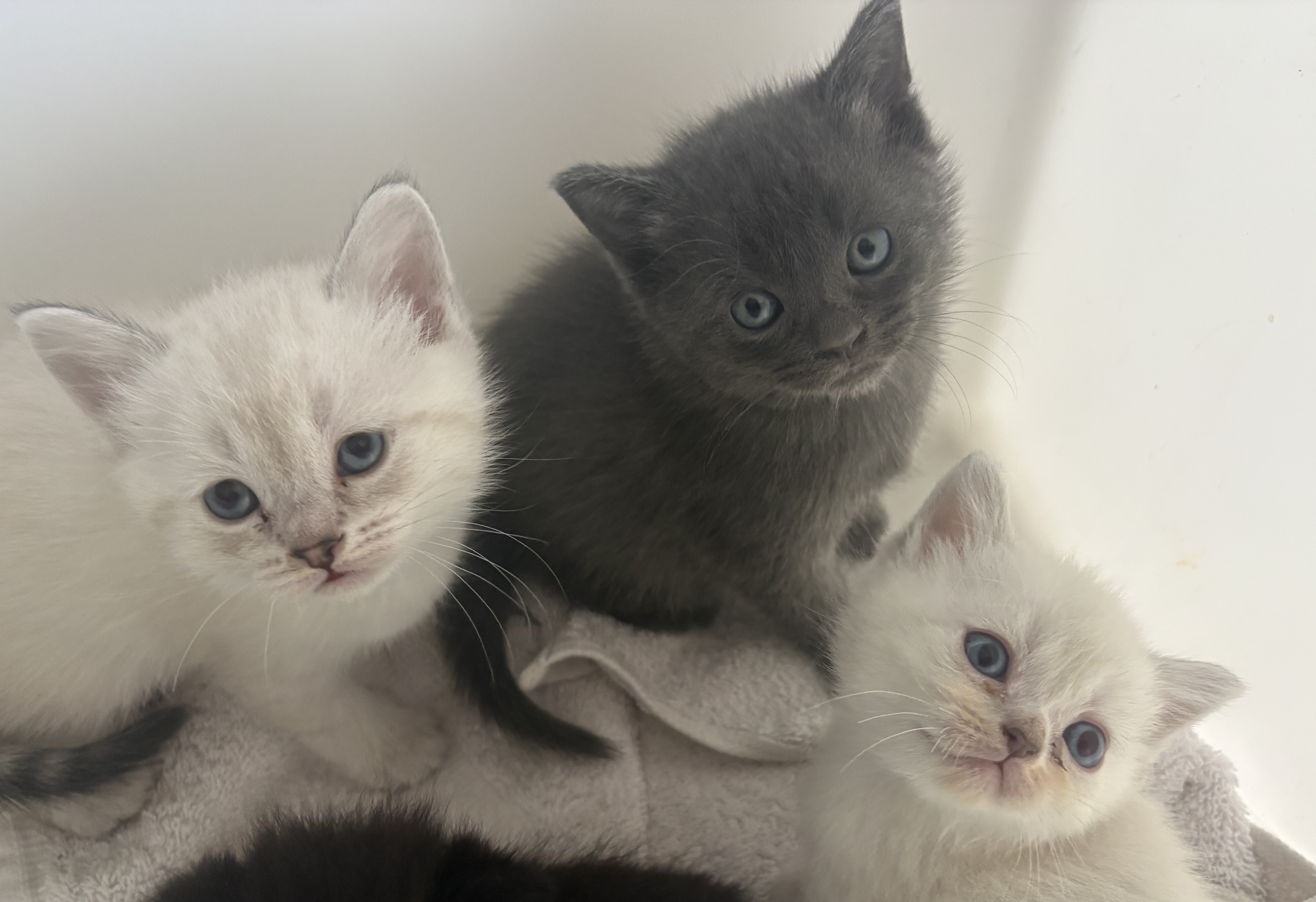 Scottish Straight Kittens image 4