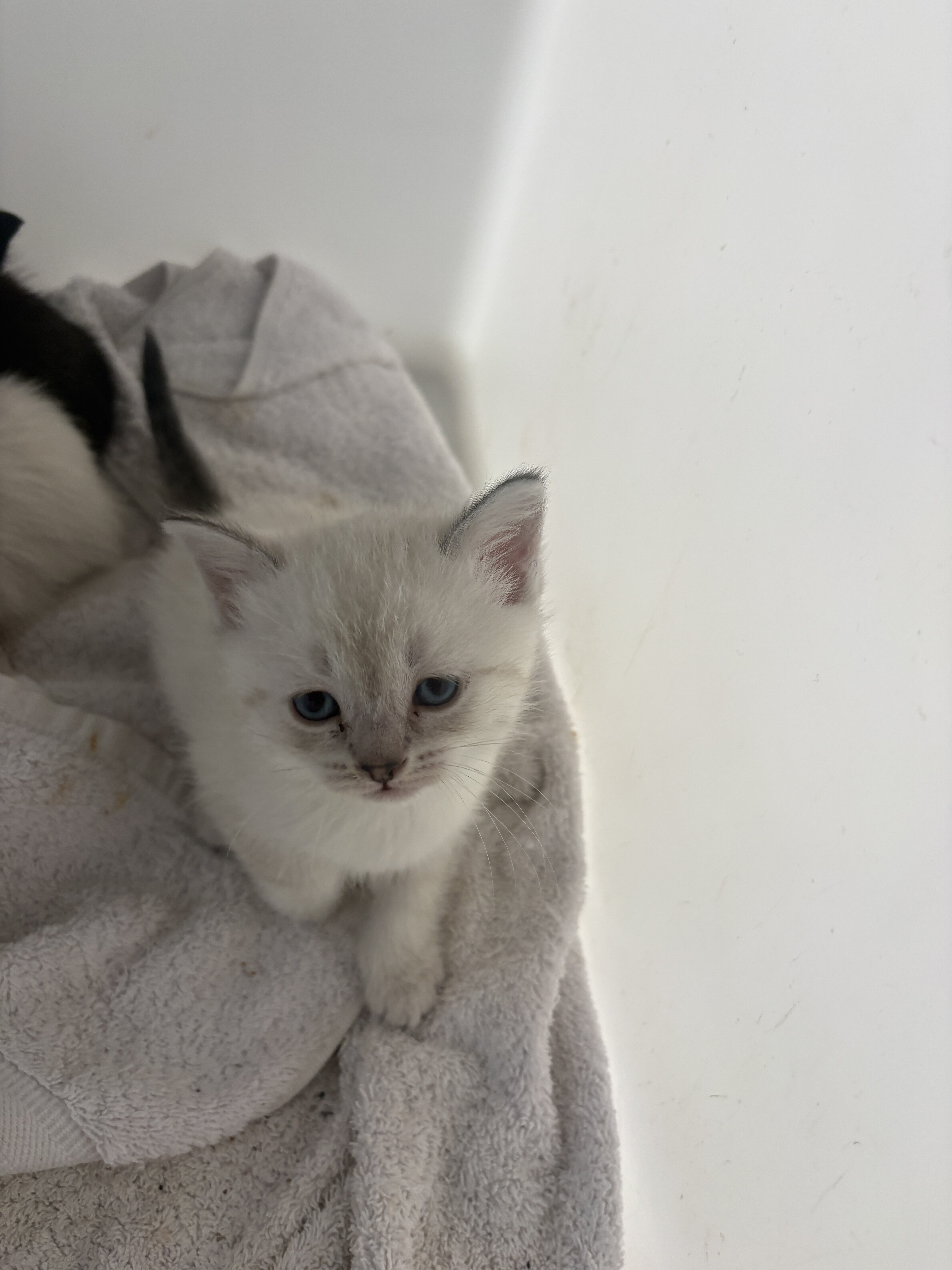 Scottish Straight Kittens image 2