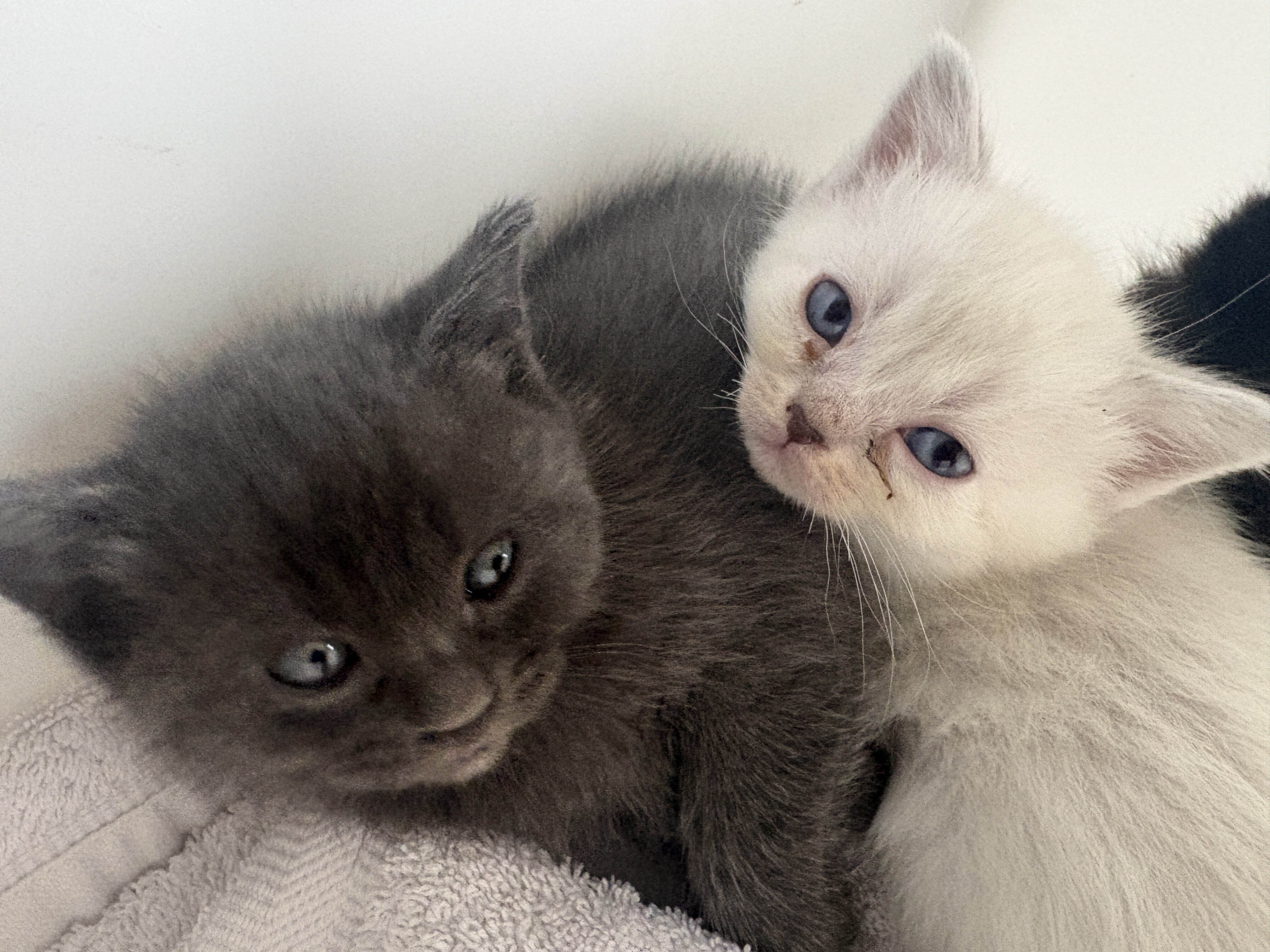 Scottish Straight Kittens image 1