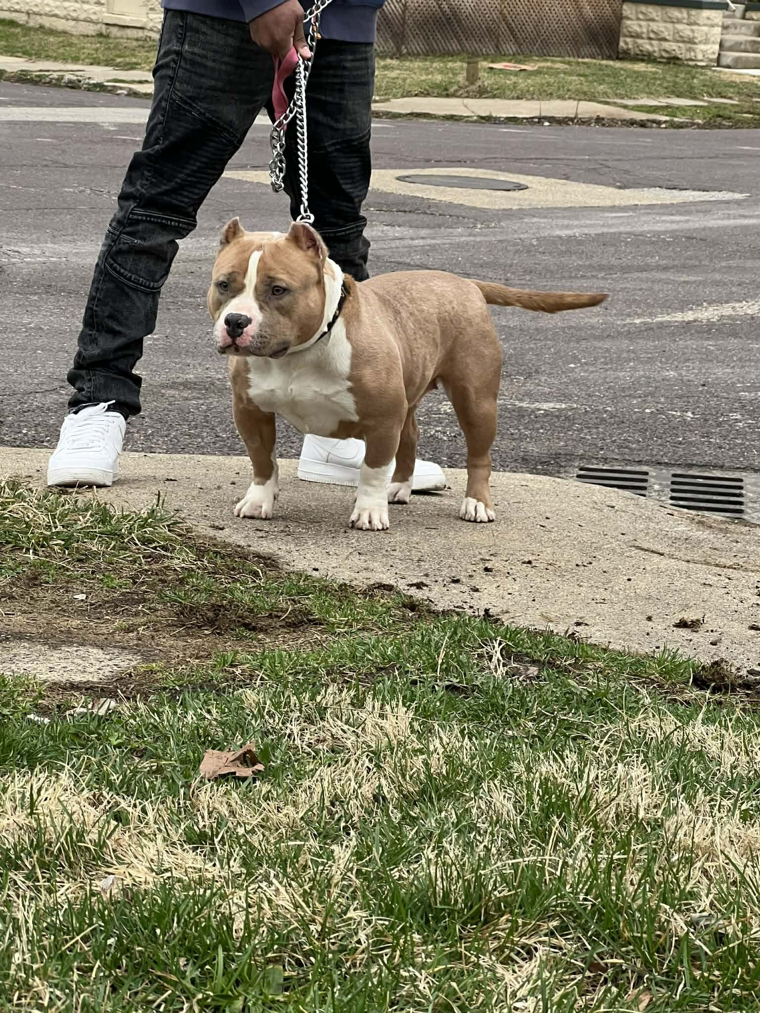 Dog image 1