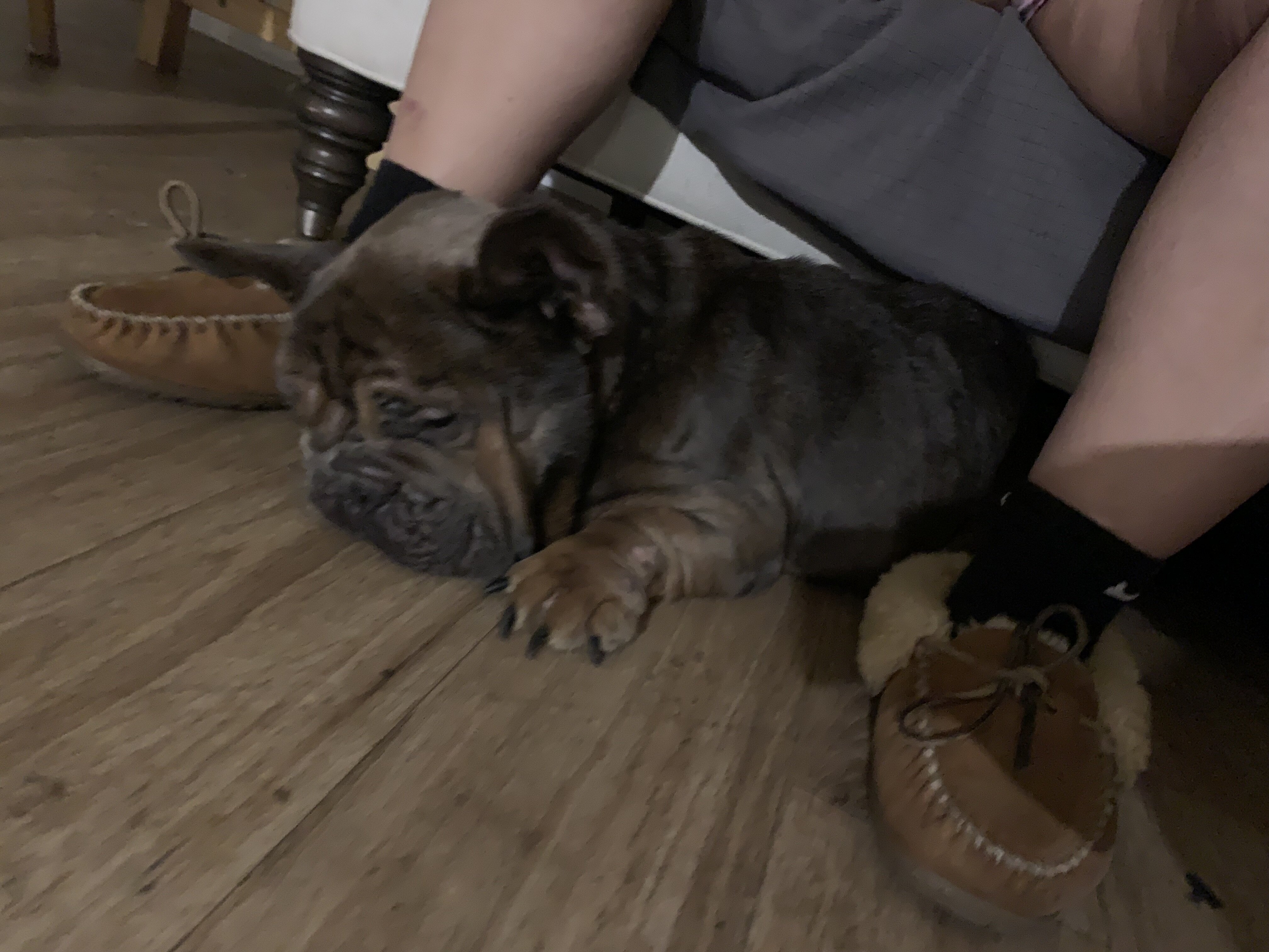 French Bulldog- Buster image 4