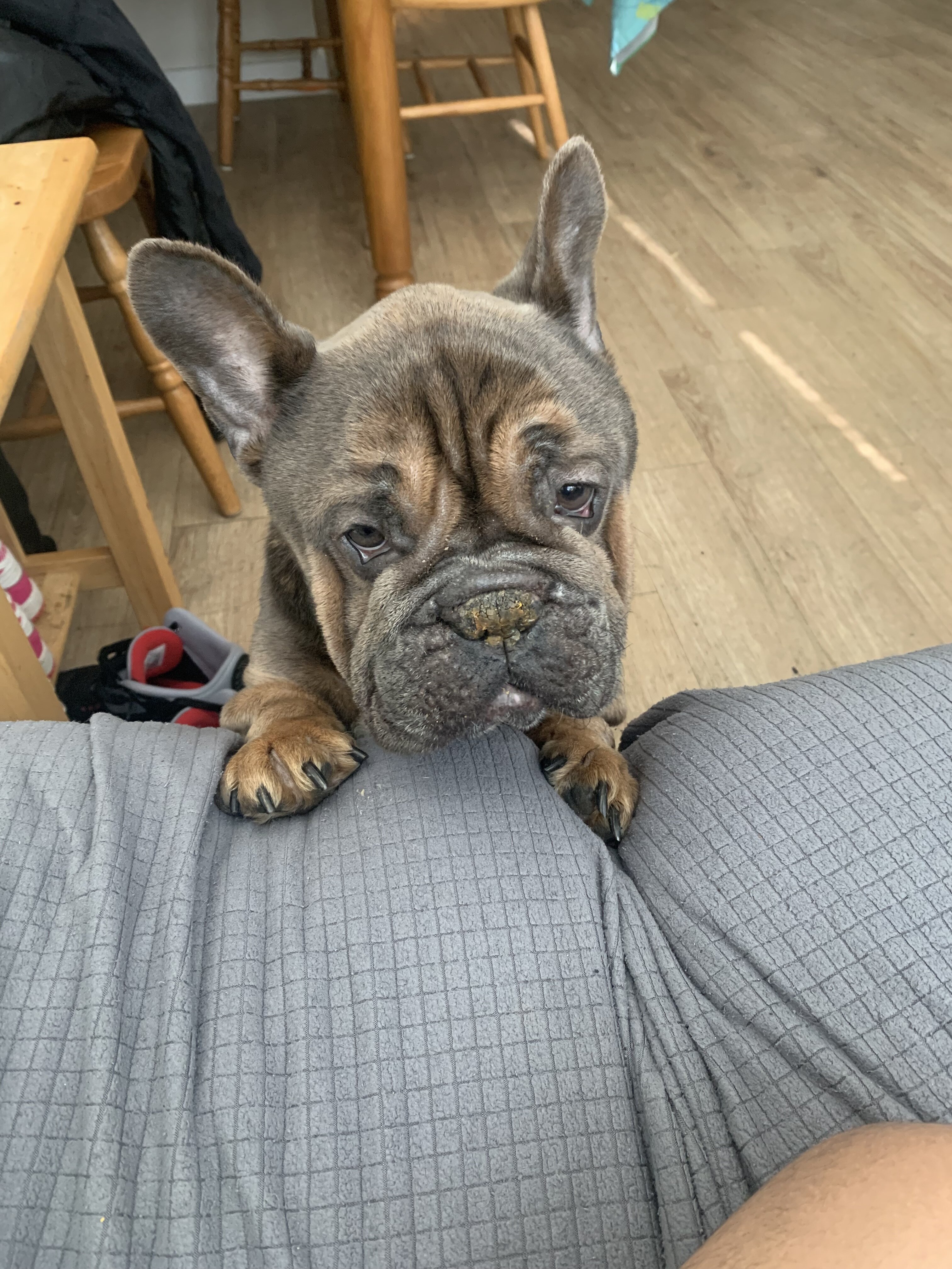 French Bulldog- Buster image 2