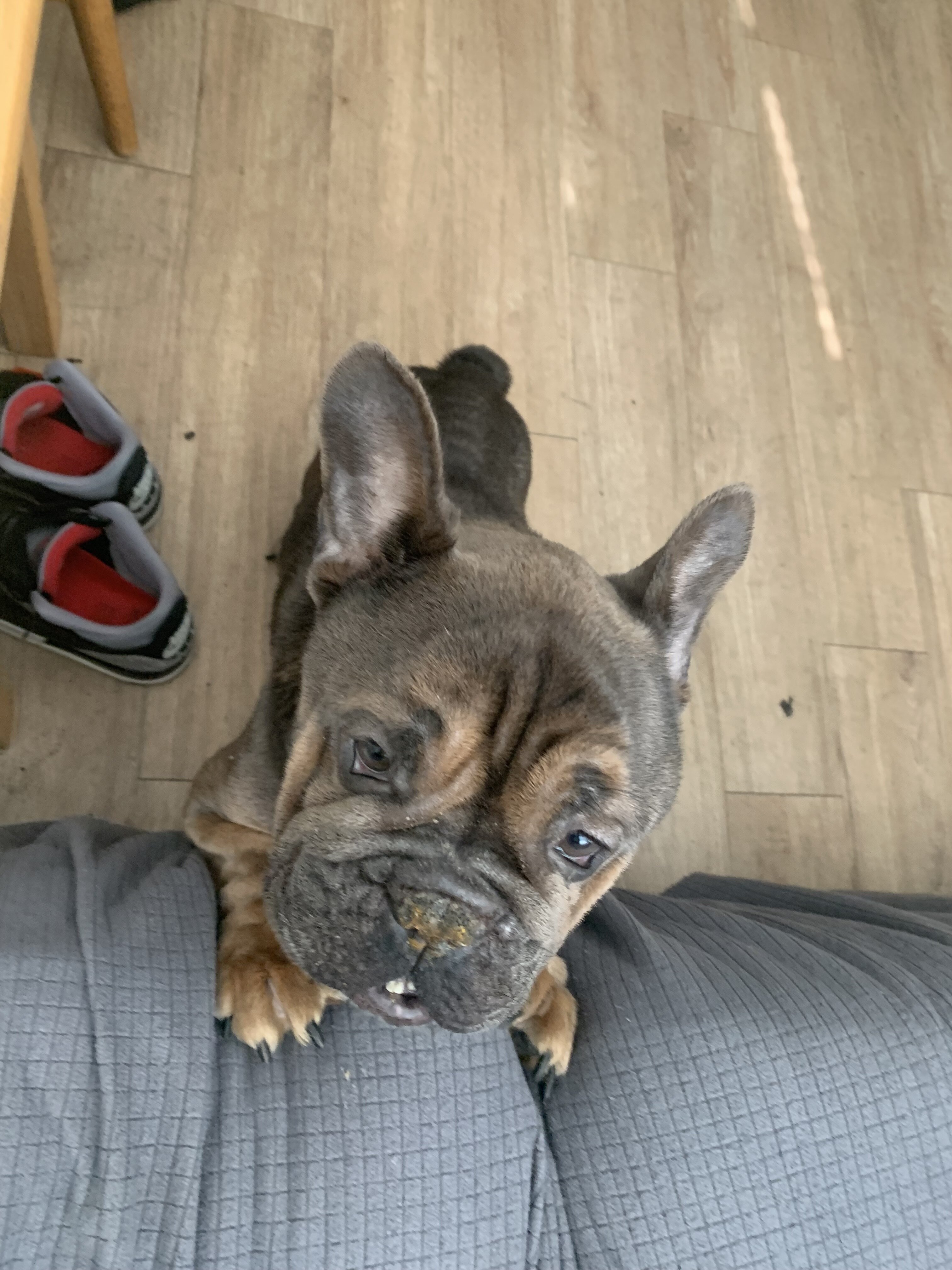 French Bulldog- Buster image 3