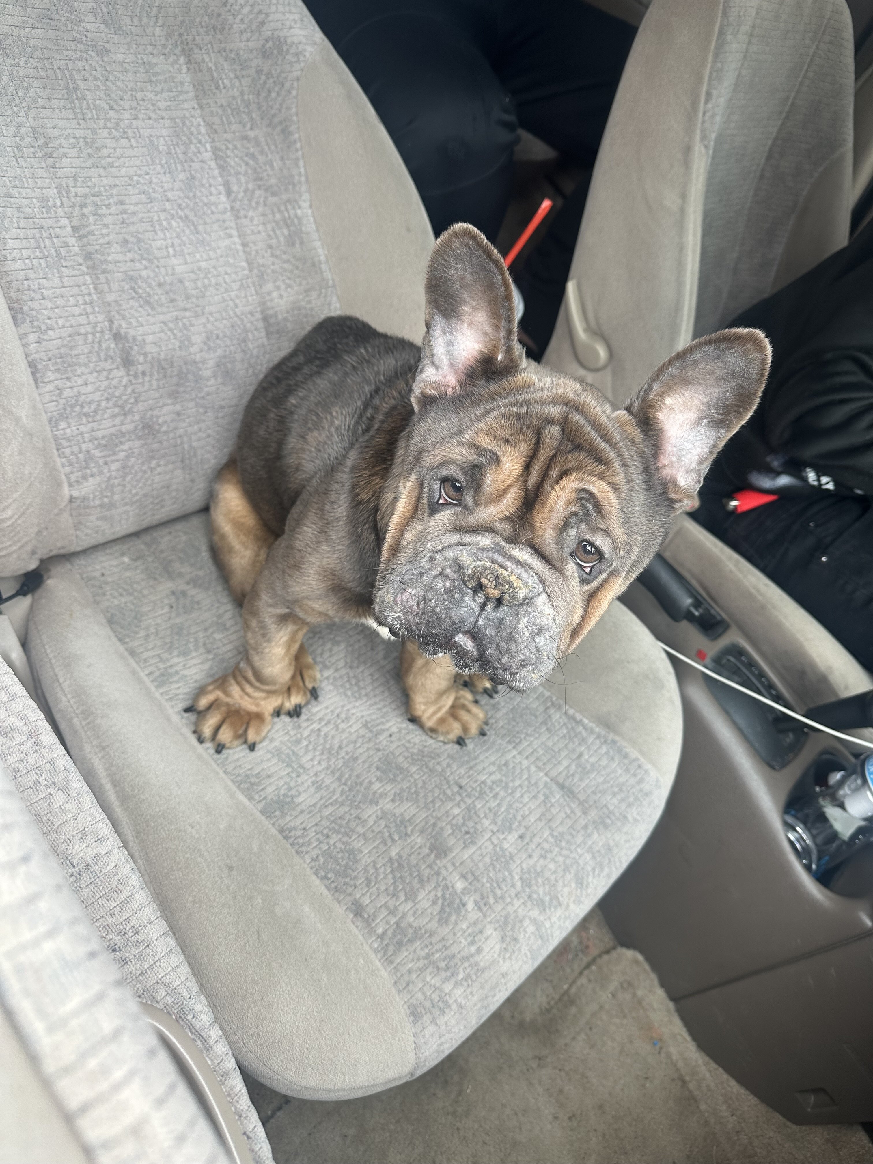 French Bulldog- Buster image 1