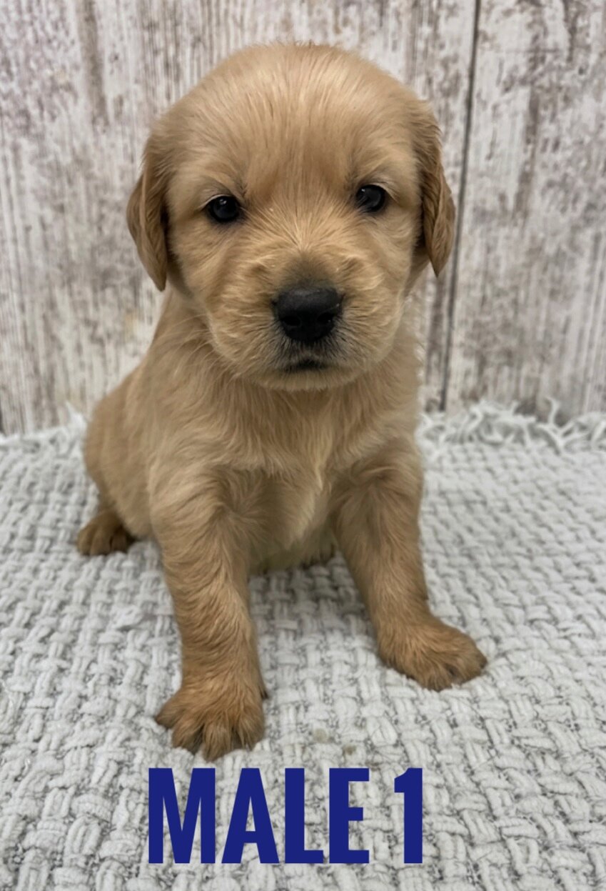 Golden Retriever Puppies image 7