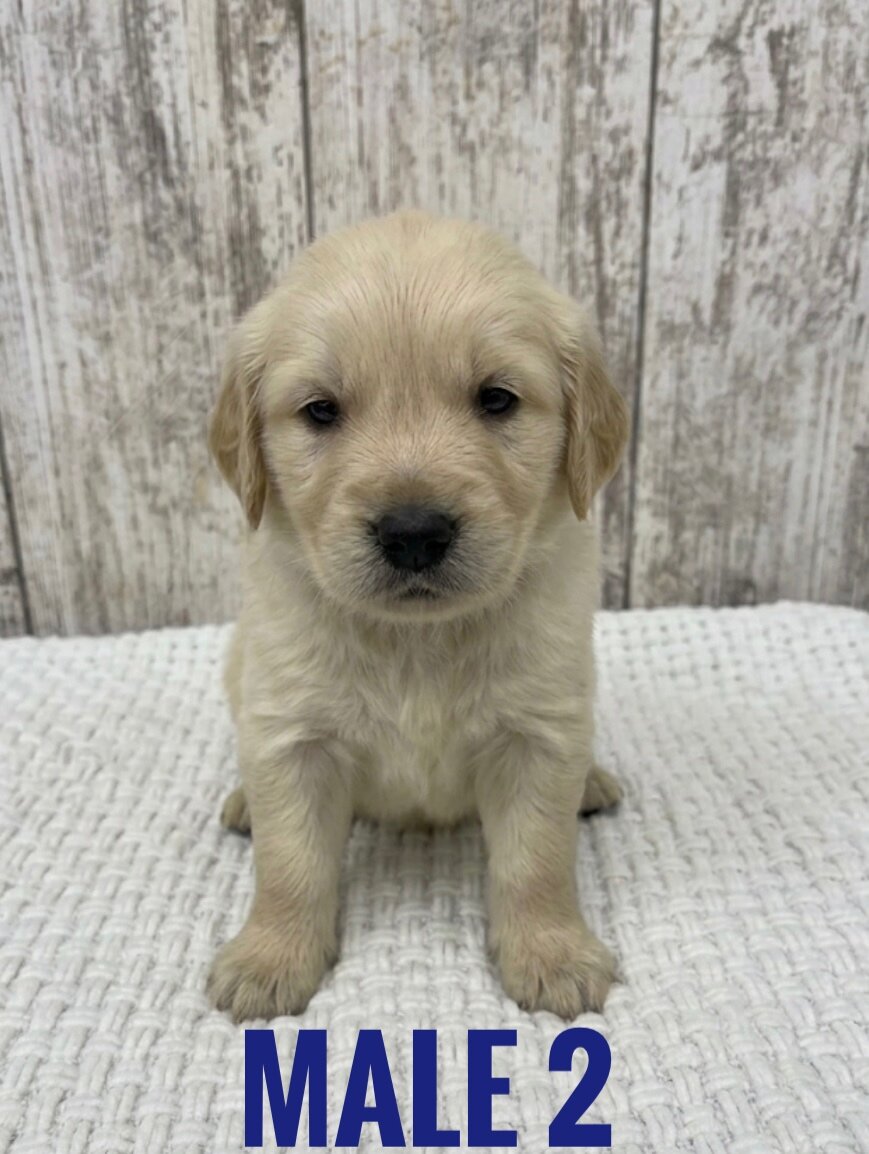Golden Retriever Puppies image 6