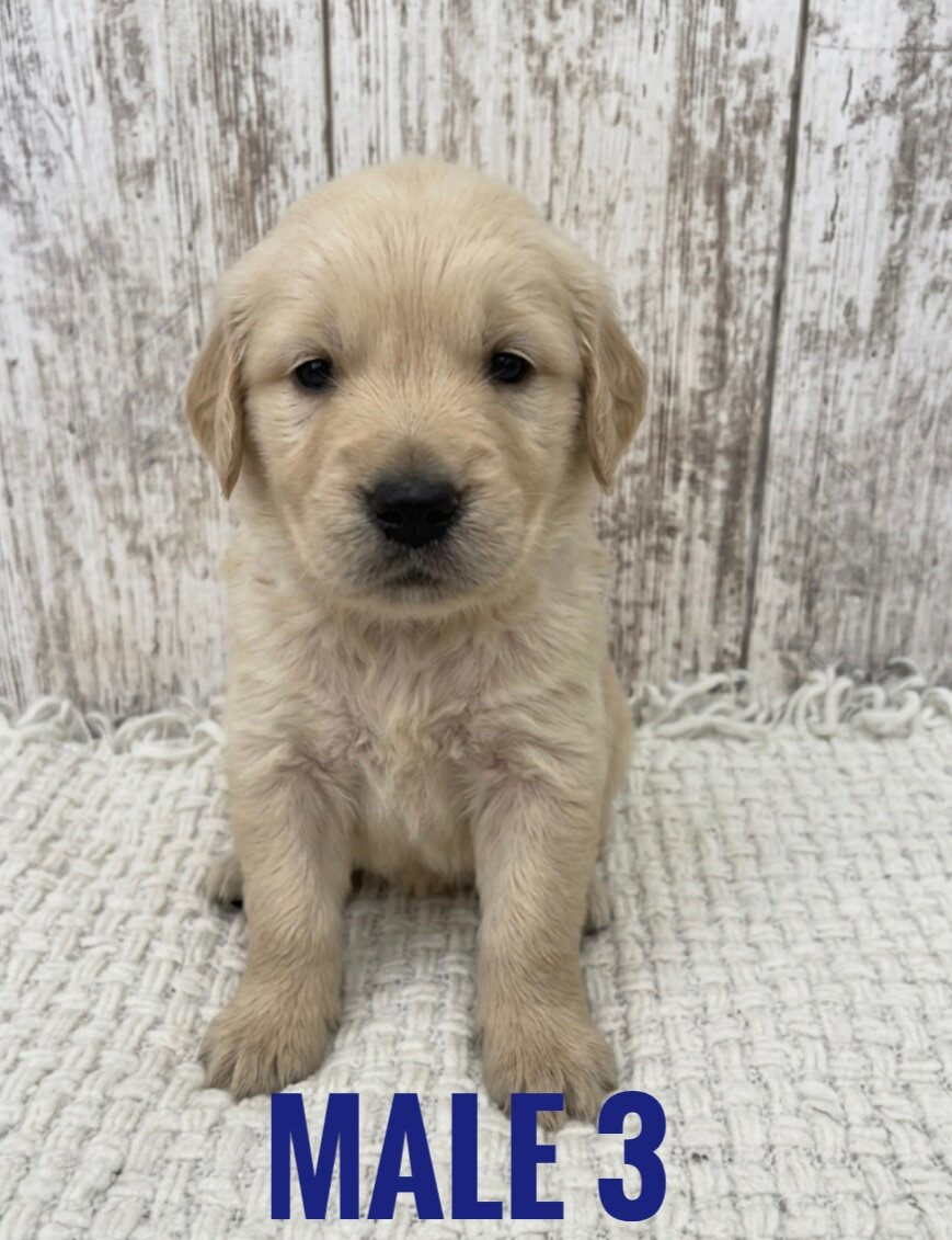 Golden Retriever Puppies image 5