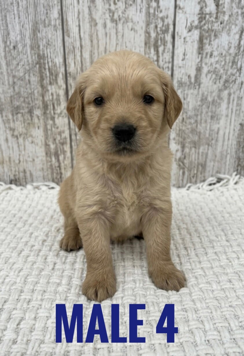 Golden Retriever Puppies image 4