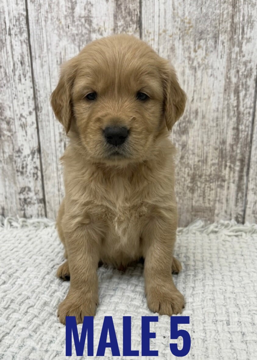 Golden Retriever Puppies image 1