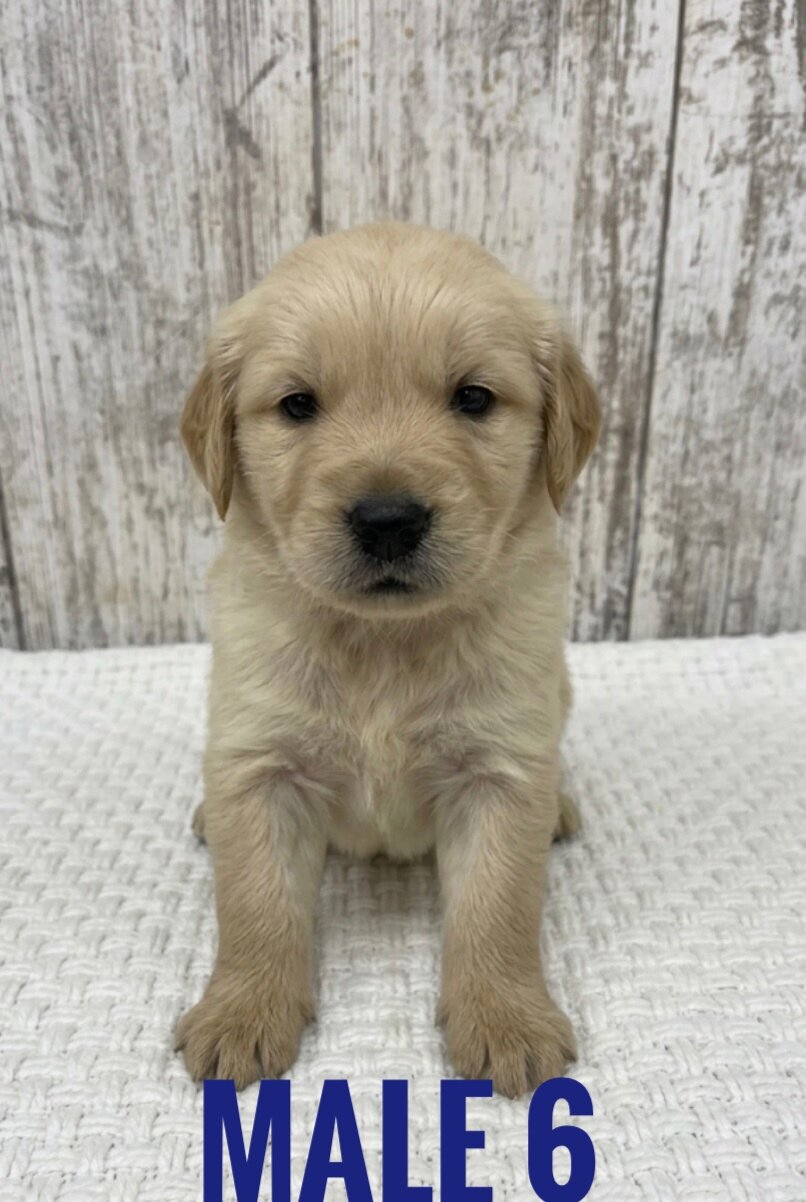 Golden Retriever Puppies image 3