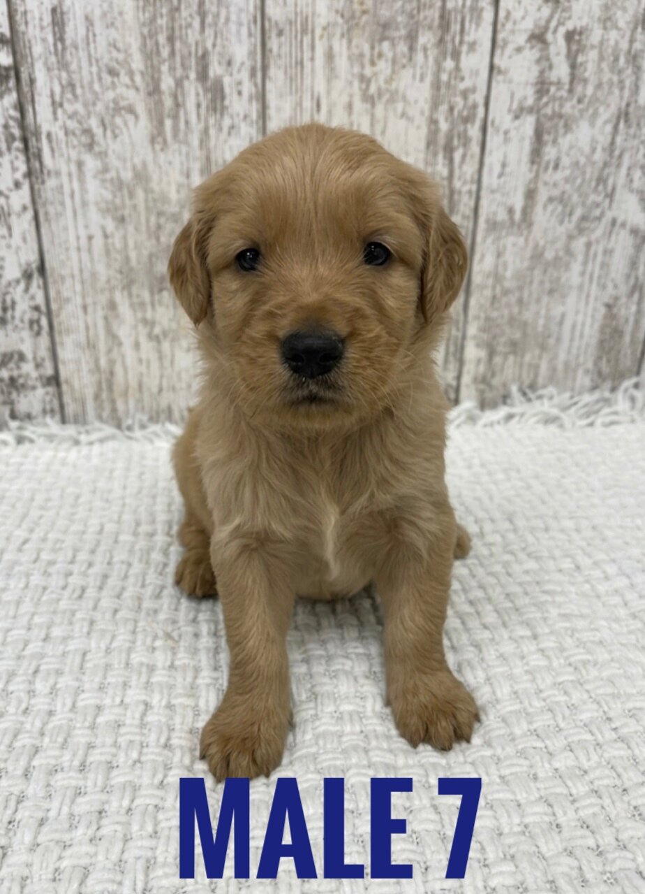 Golden Retriever Puppies image 2