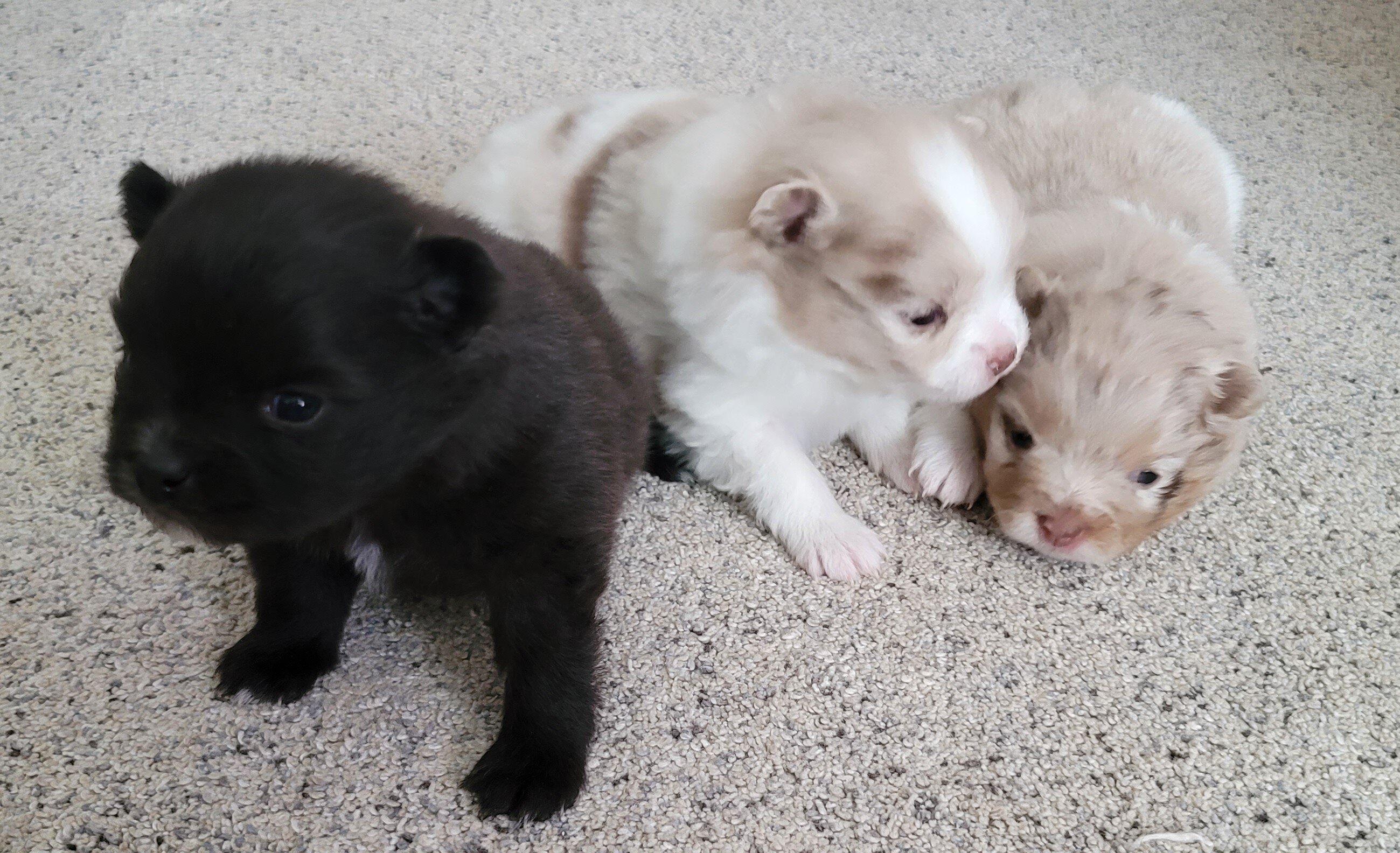 Pomeranian Puppies image 2