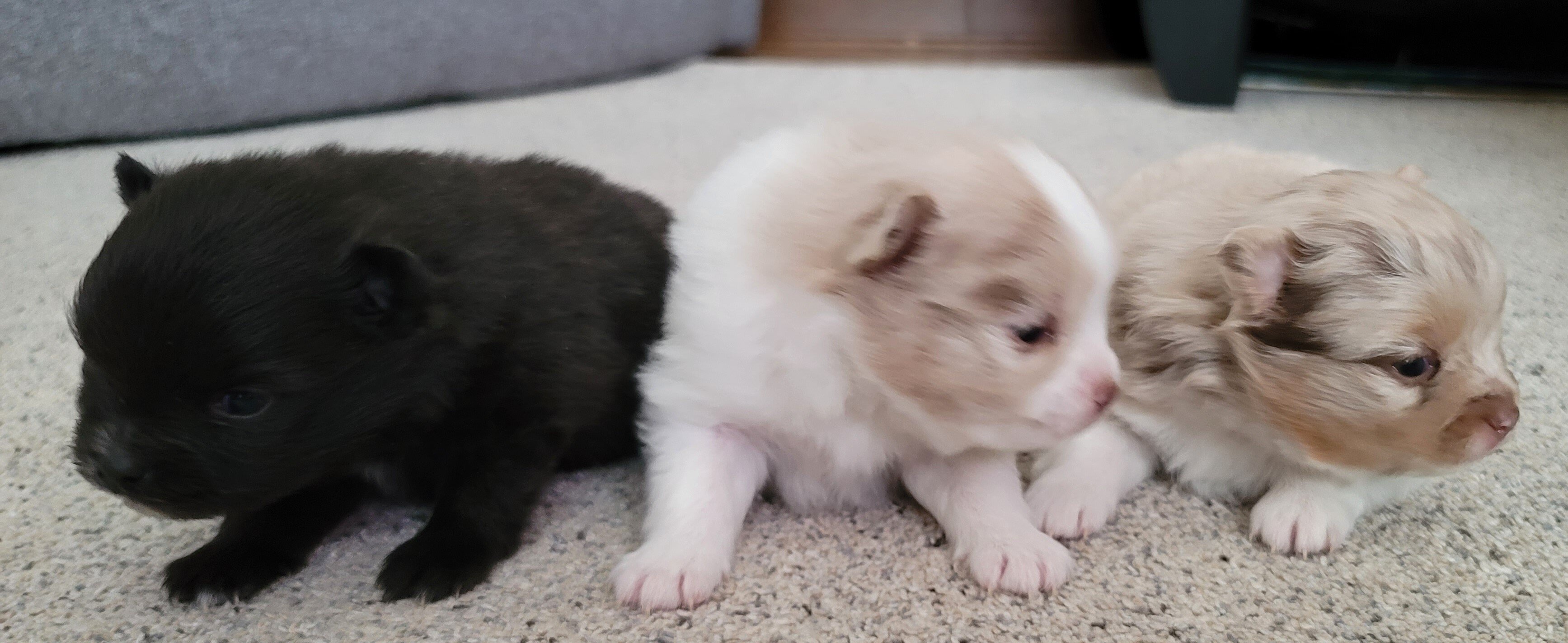 Pomeranian Puppies image 3