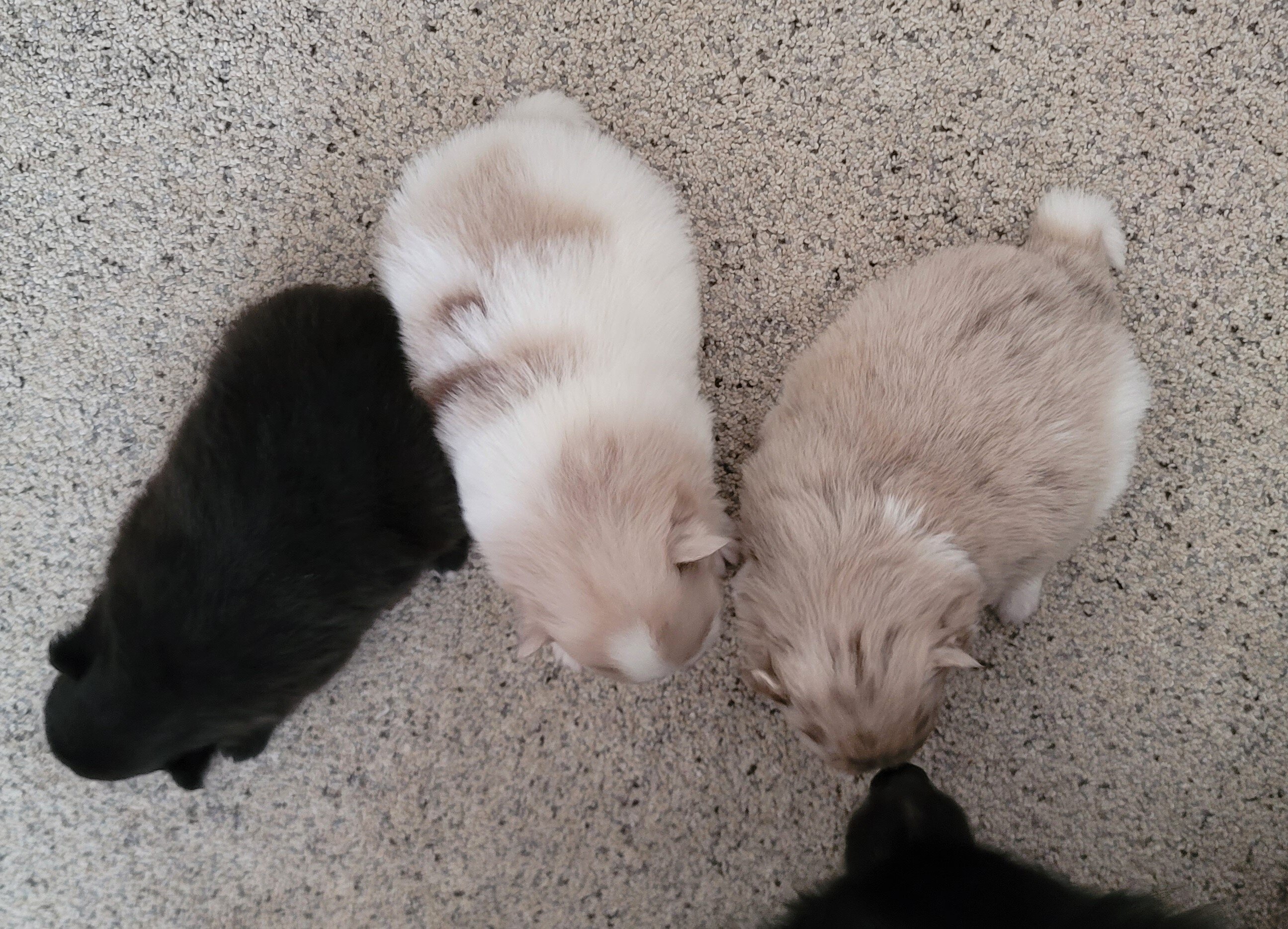 Pomeranian Puppies image 4