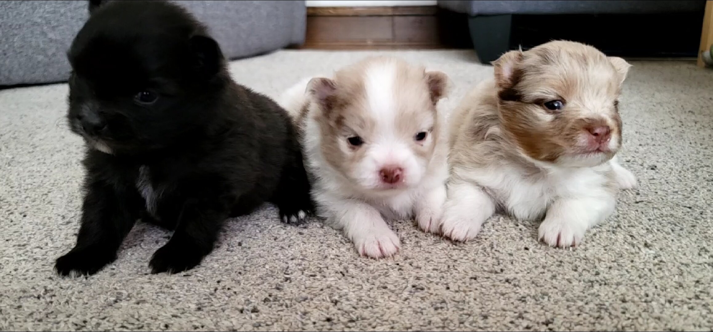 Pomeranian Puppies image 1