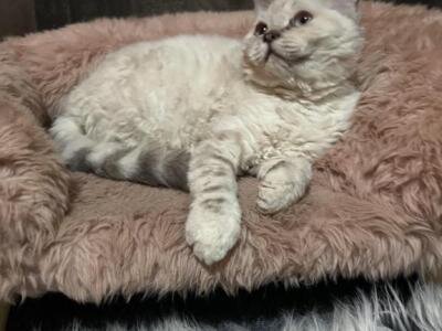 SELKIRK REX image 2